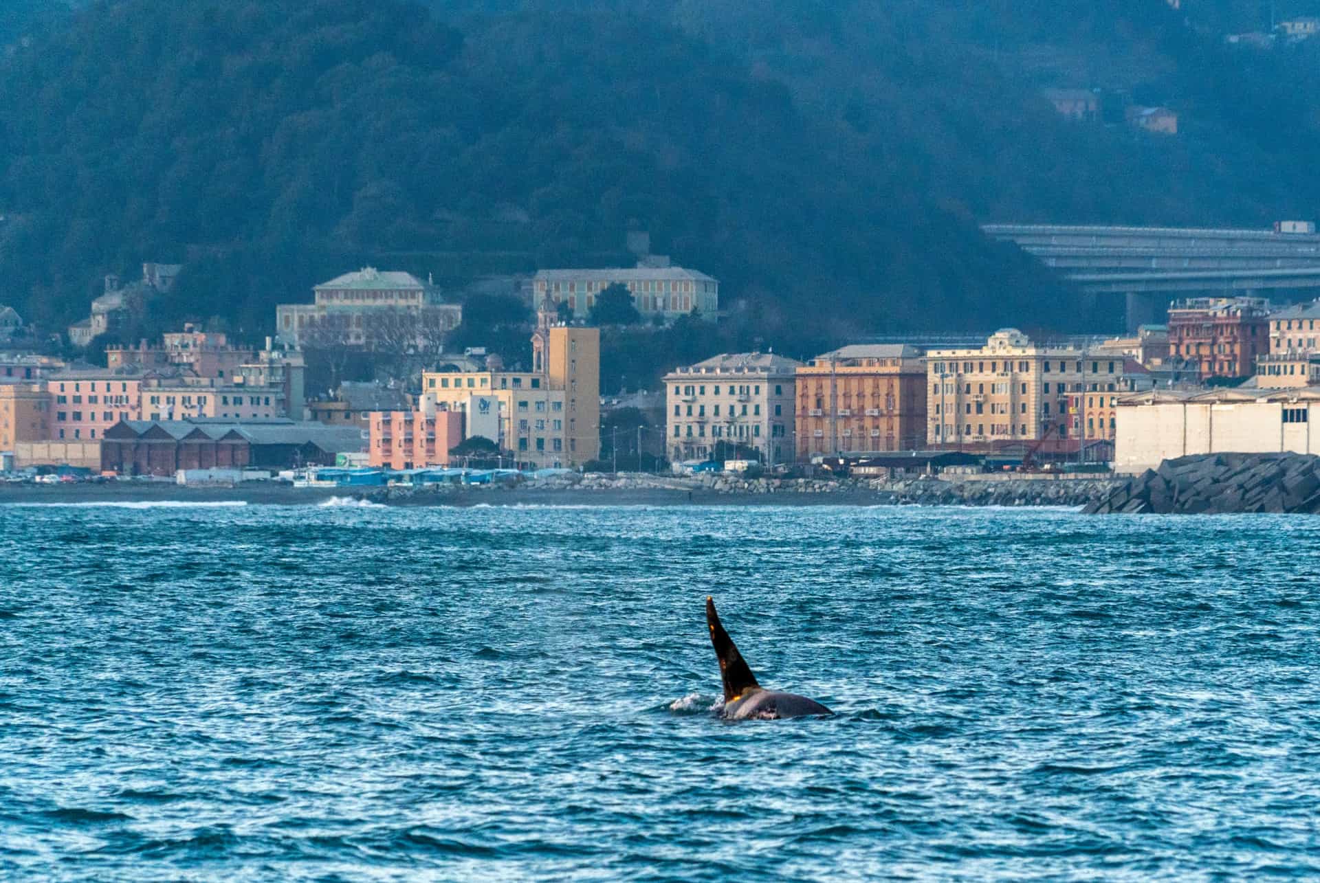 baleines genes