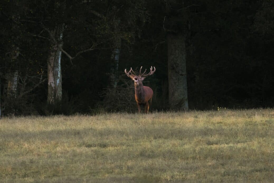 cerf reserve naturelle close