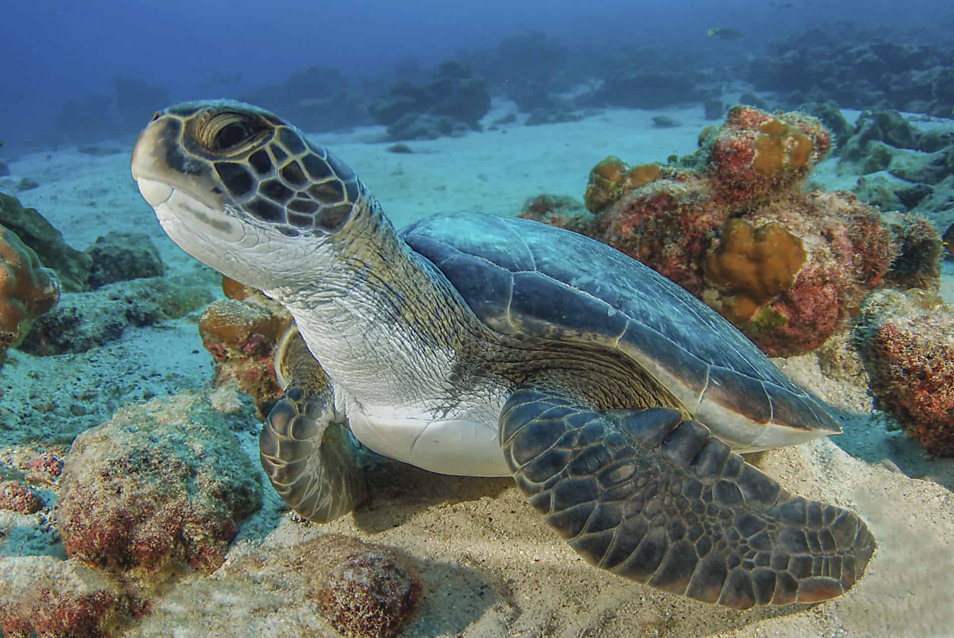 tortue