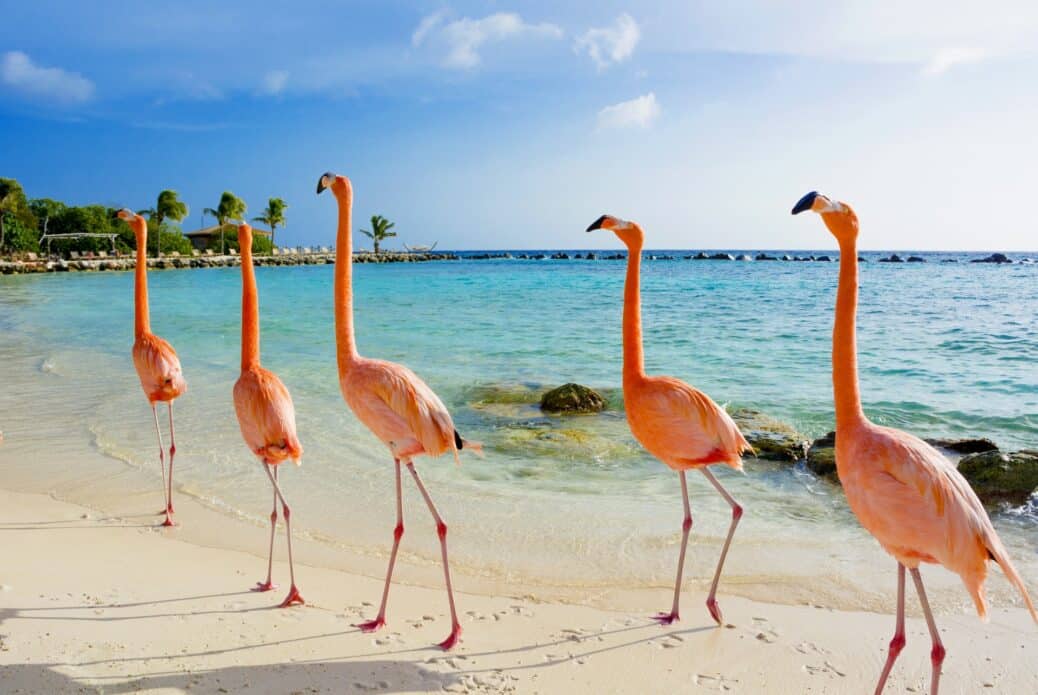 flamingo beach aruba plus belles iles caraibes