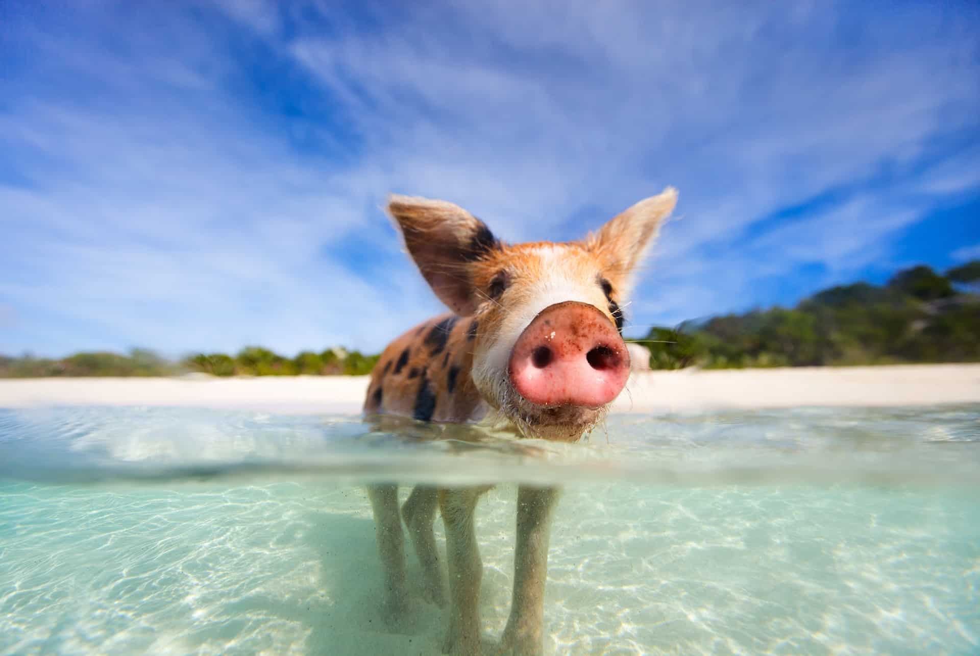 ile cochon bahamas