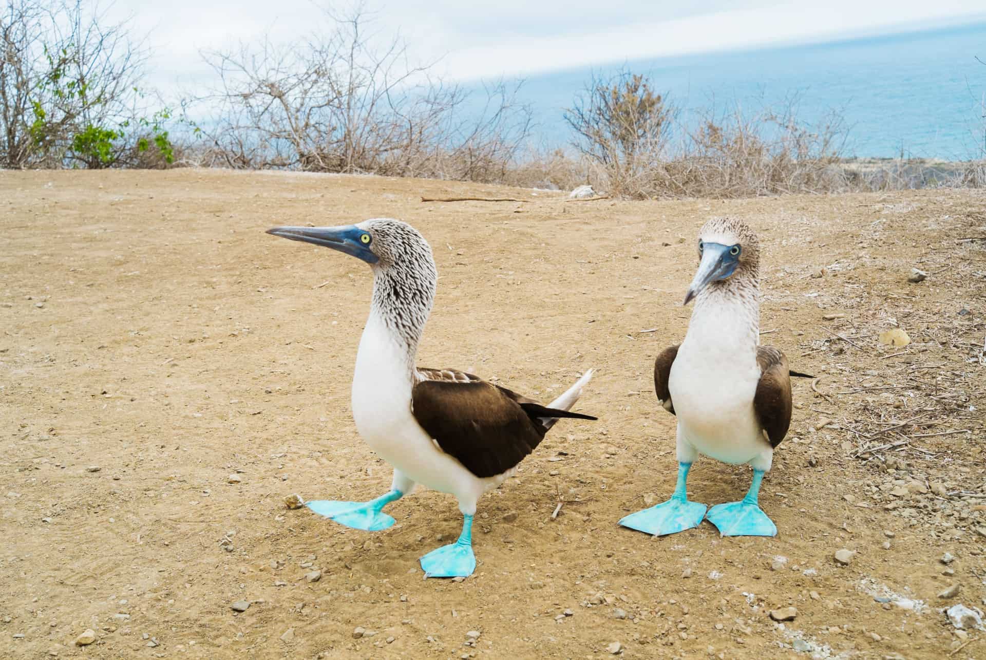 isla de la plata que faire equateur