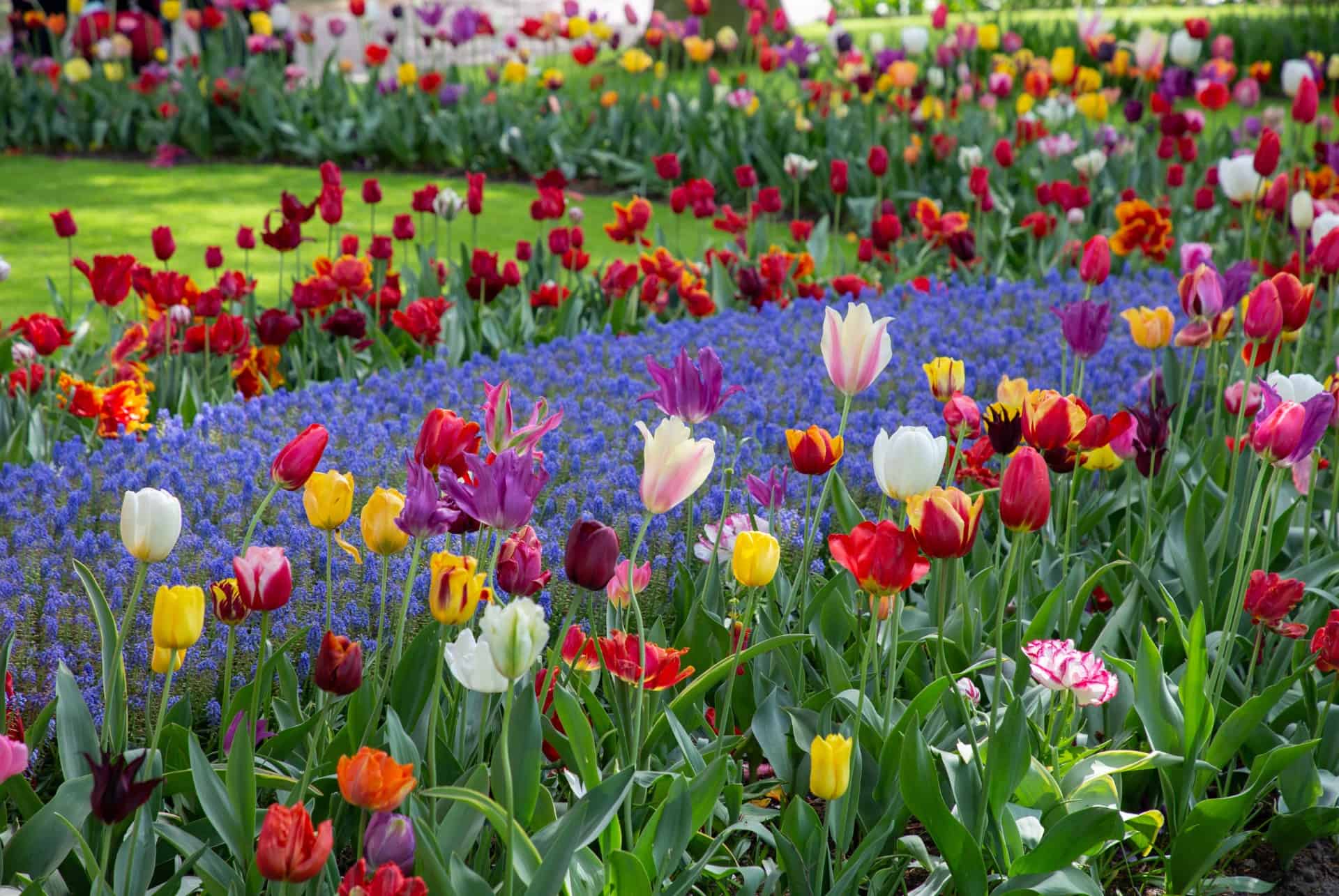 keukenhof quand partir amsterdam keukenhof quand partir amsterdam