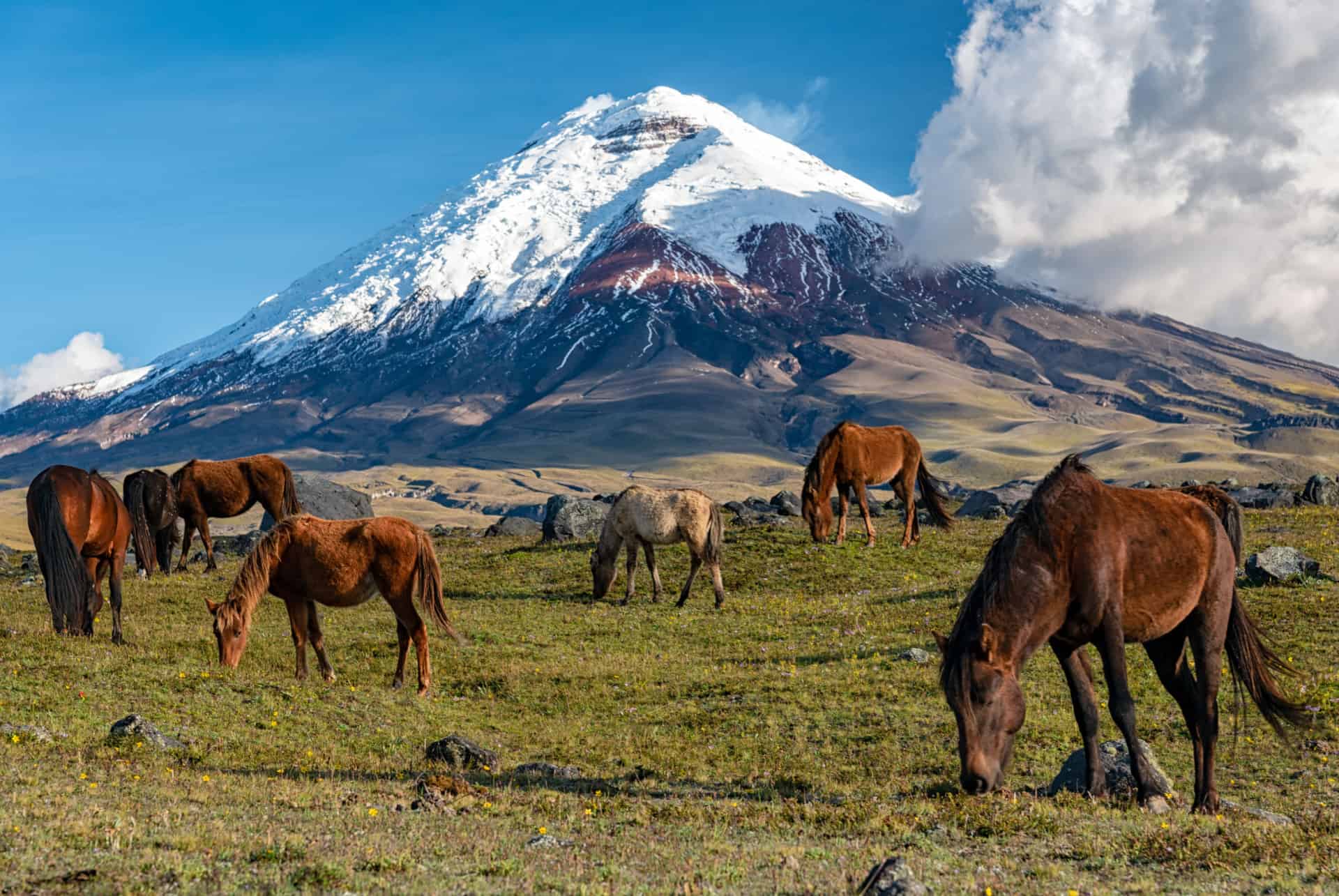 parc cotopaxi et chevaux