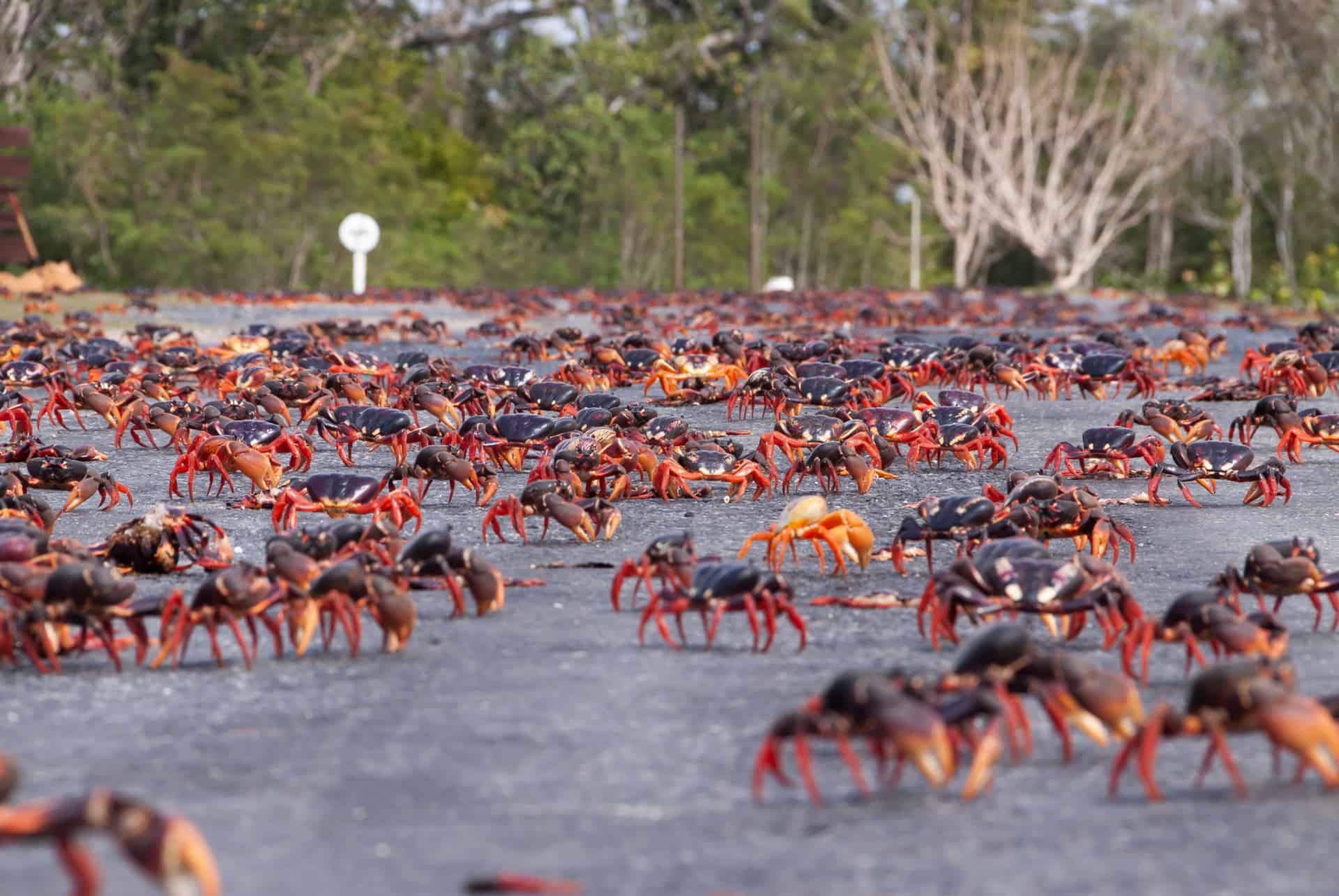 parc guanahacabibes que faire cuba