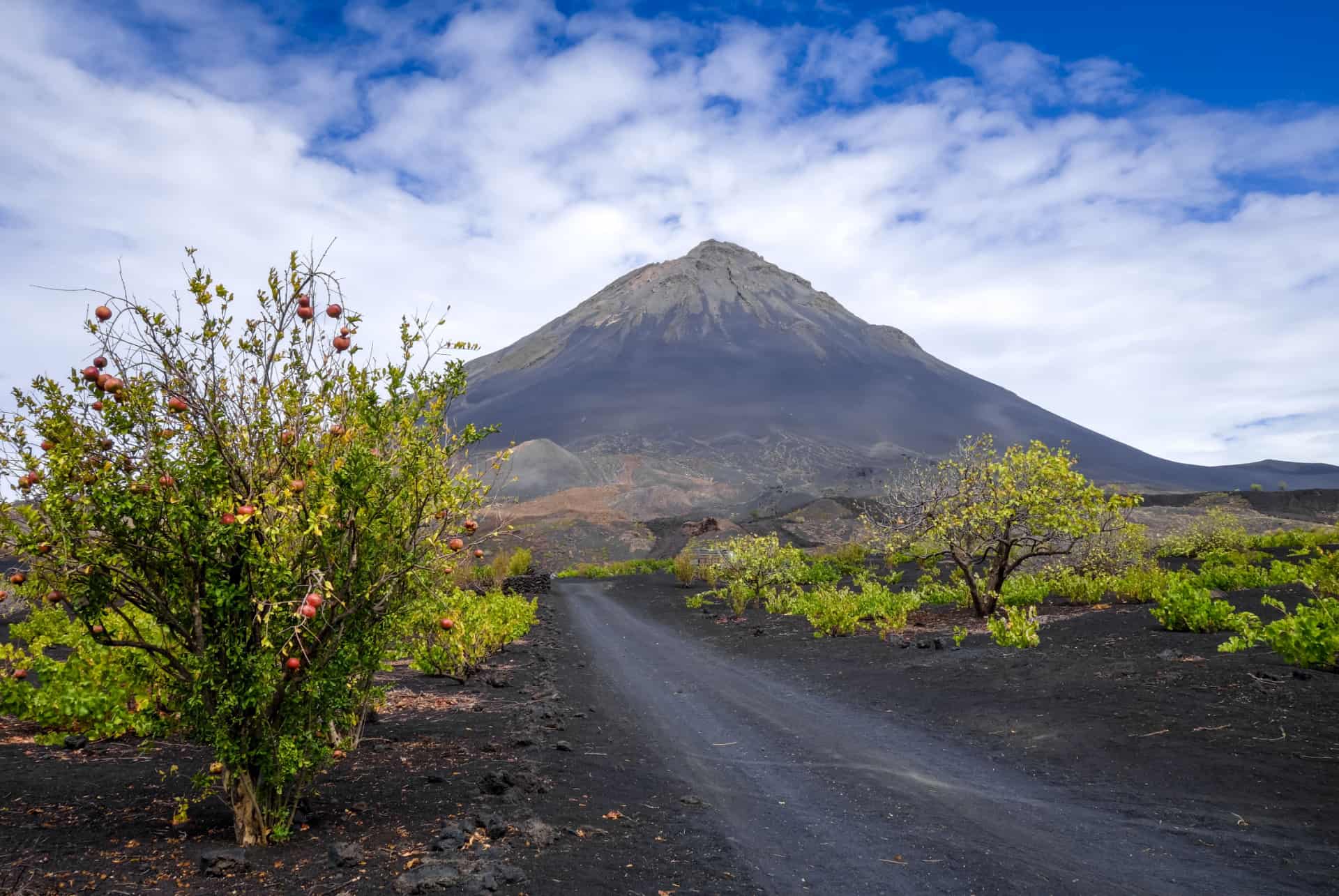 pico do fogo vignoble