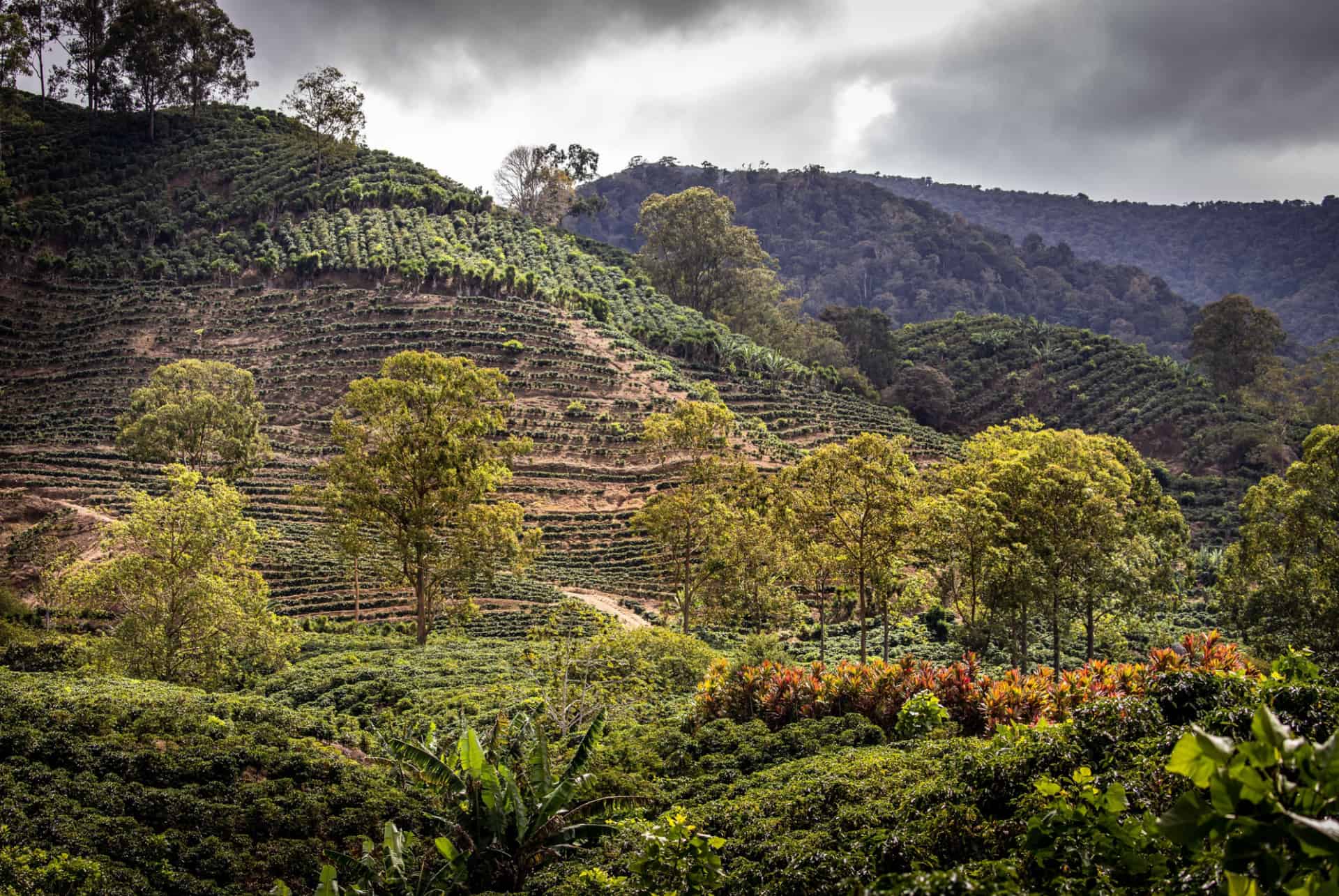 plantations cafe que faire costa rica