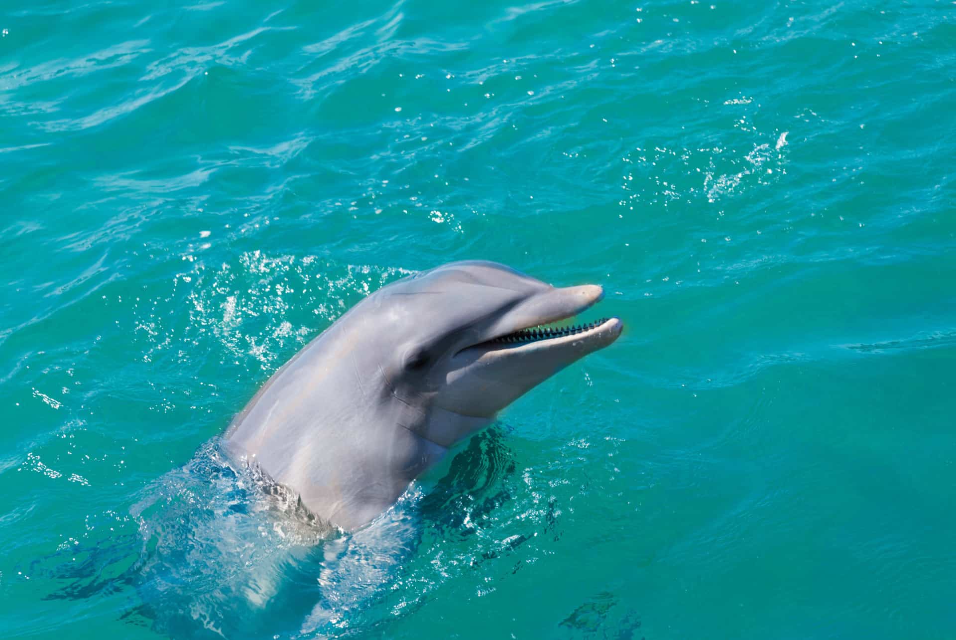 que faire cuba nager avec les dauphins