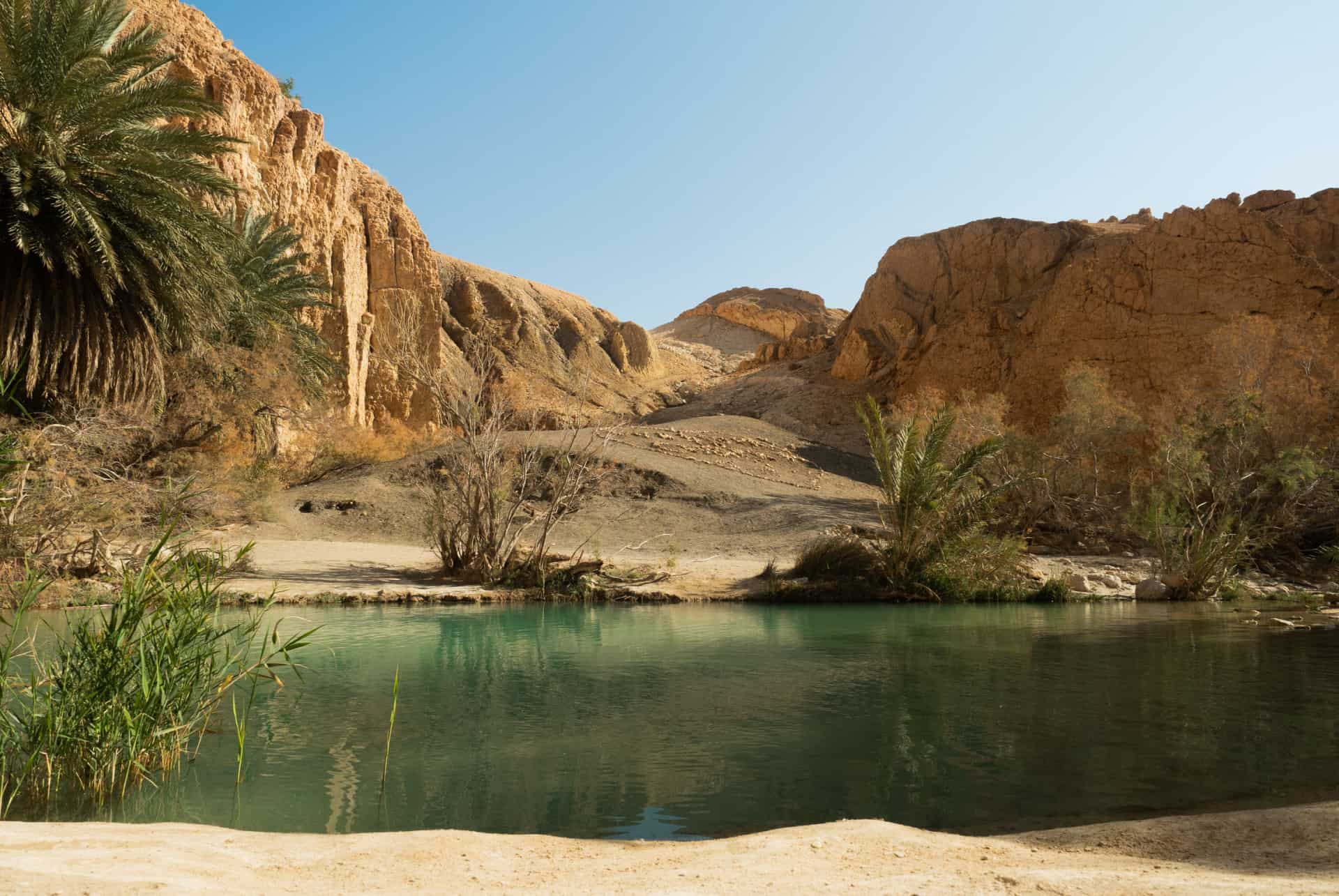 tozeur oasis de chebika