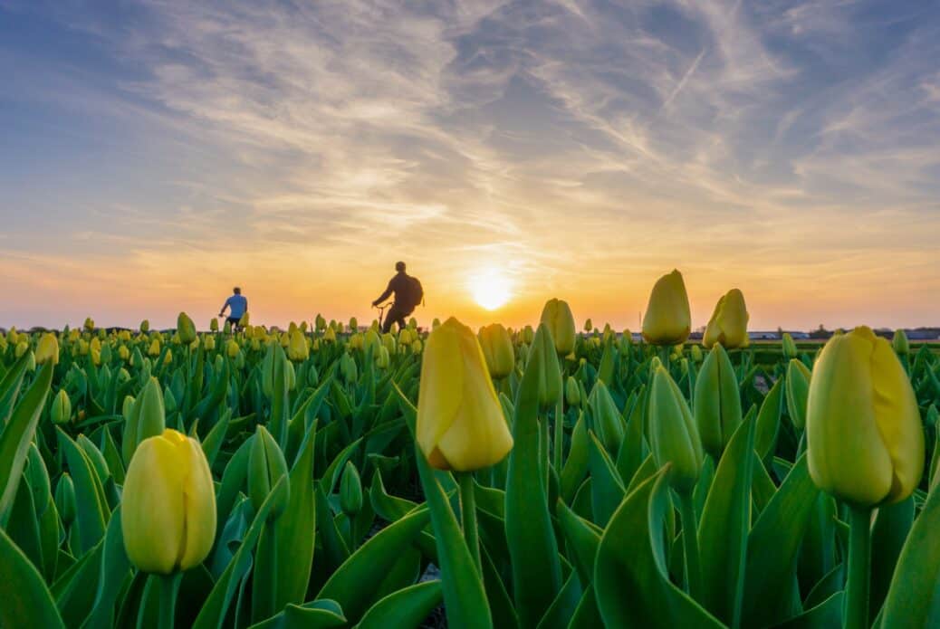 tulipes et velo amsterdam