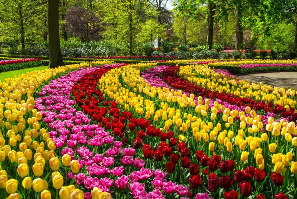 tulipes keukenhof