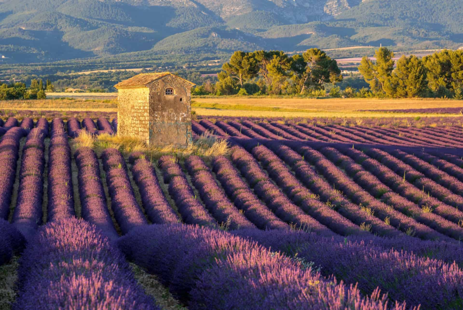 valensole champs de lavande