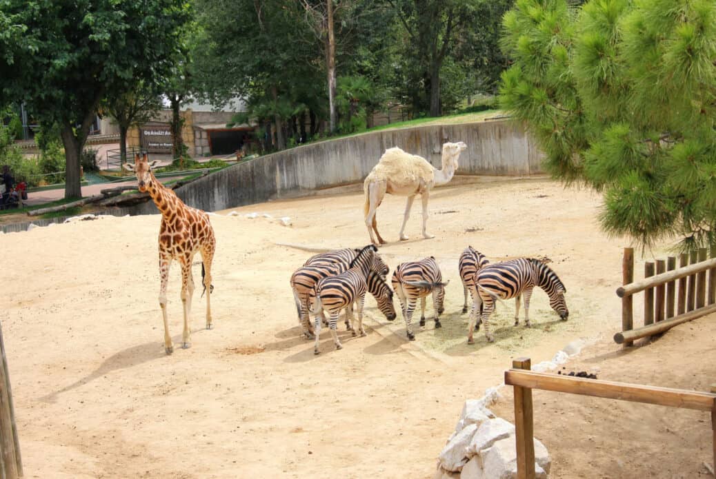 zoo madrid que faire