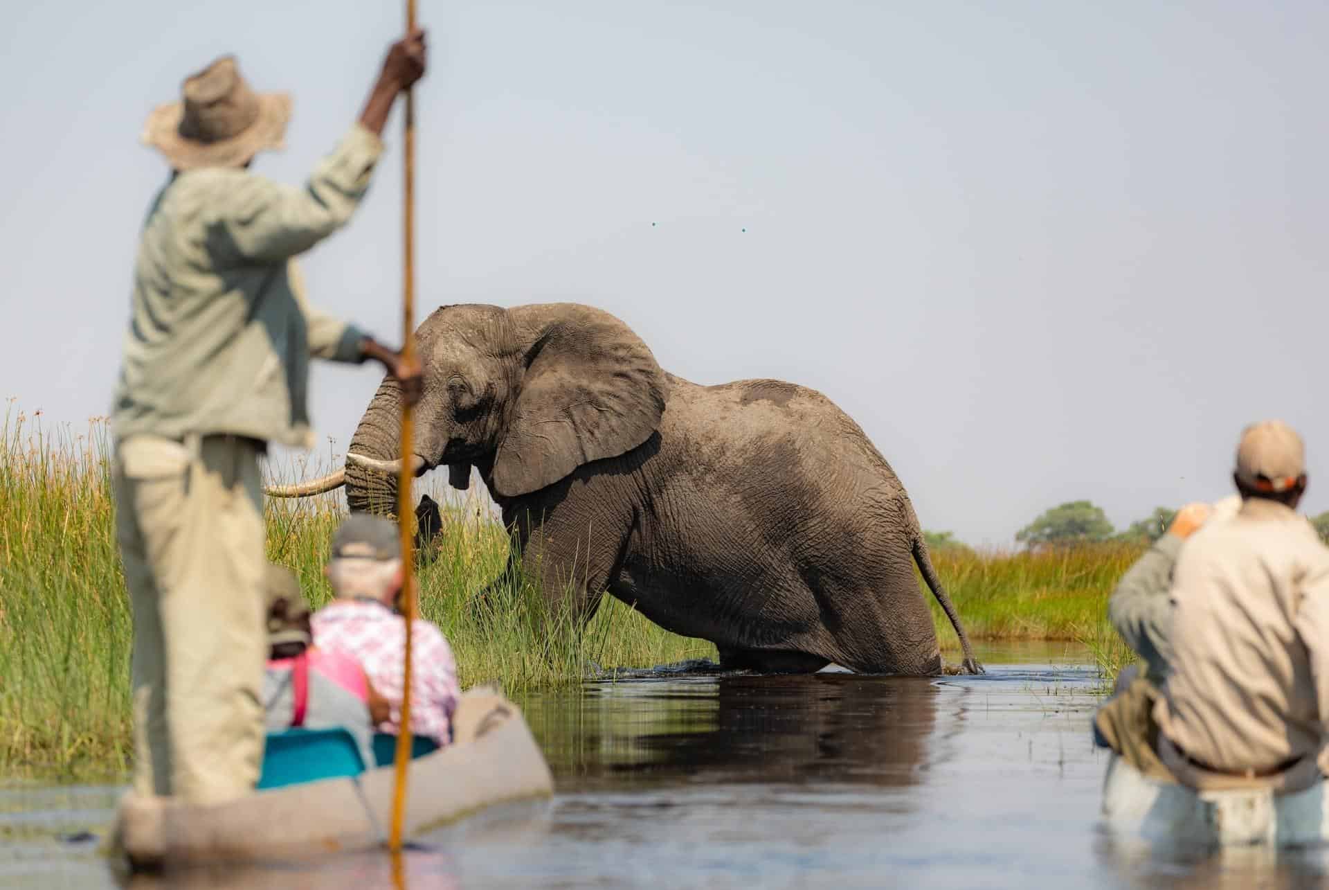 Okavango delta