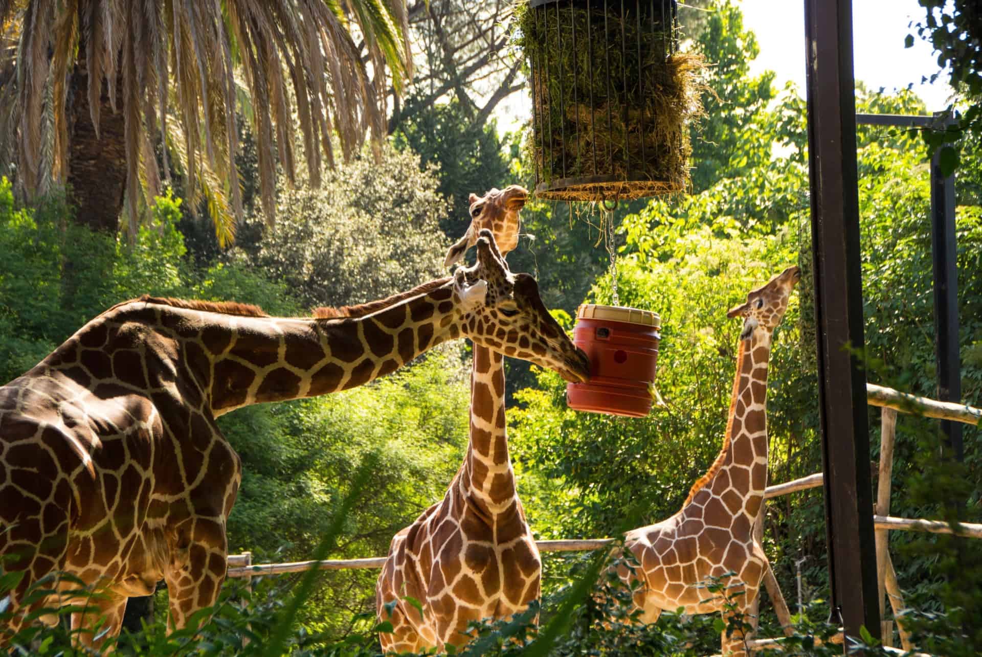 bioparco rome