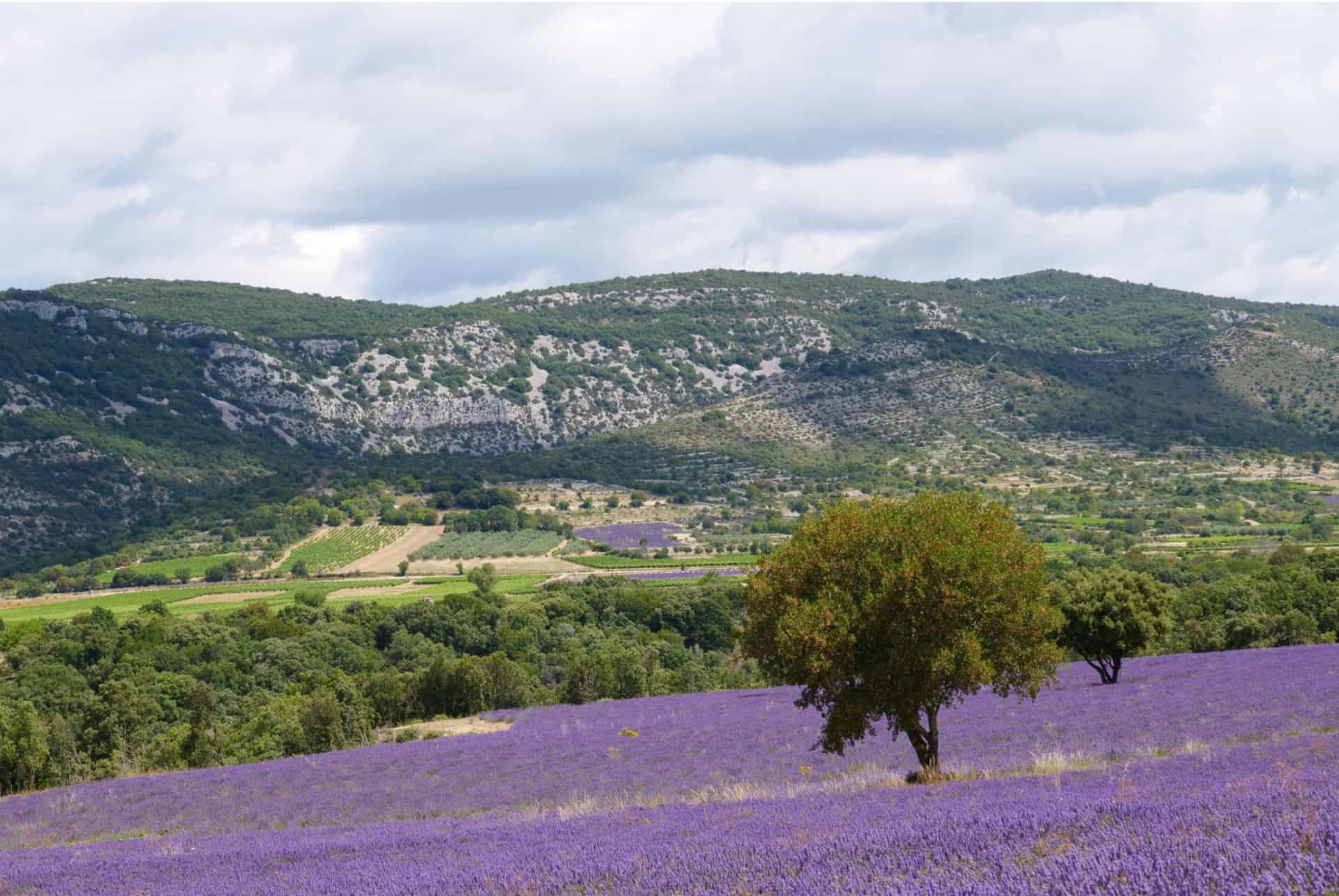 champ de lavande ardeche