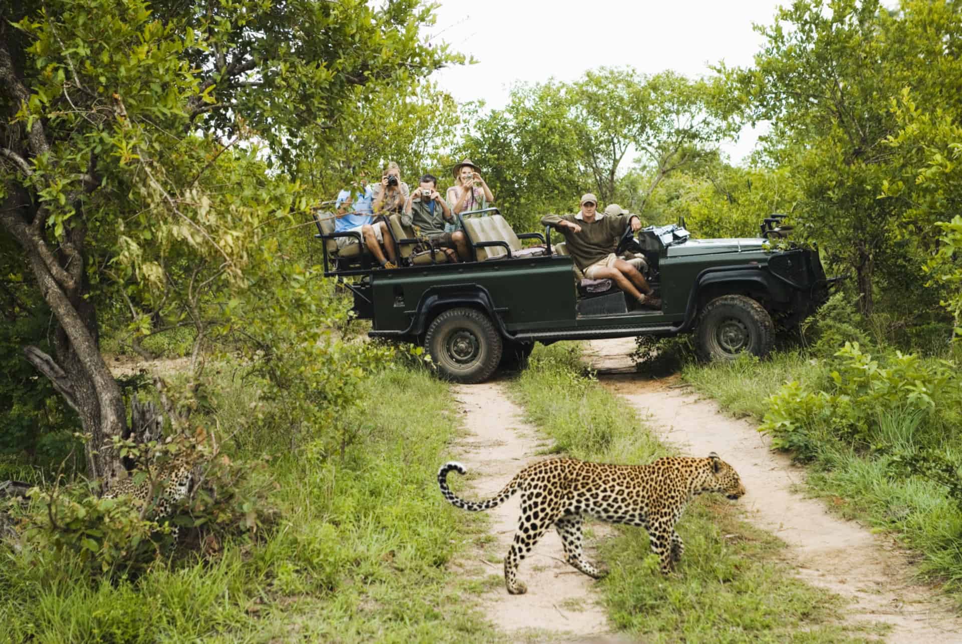 faire un safari en afrique du sud