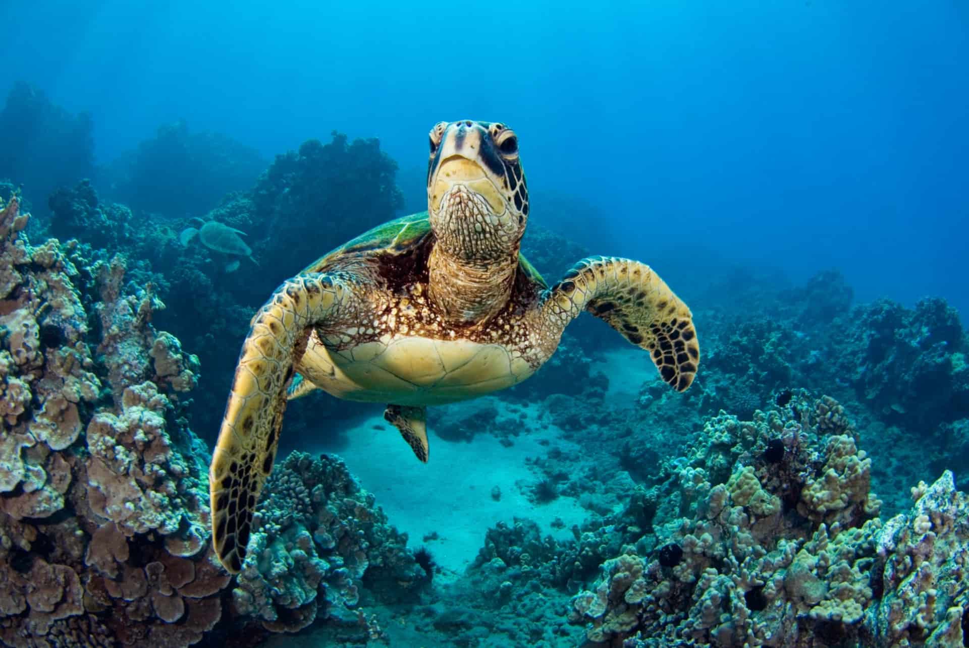 iles galapagos equateur