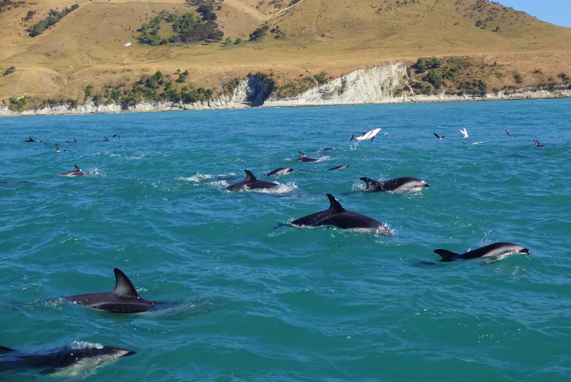 kaikoura nouvelle zelande