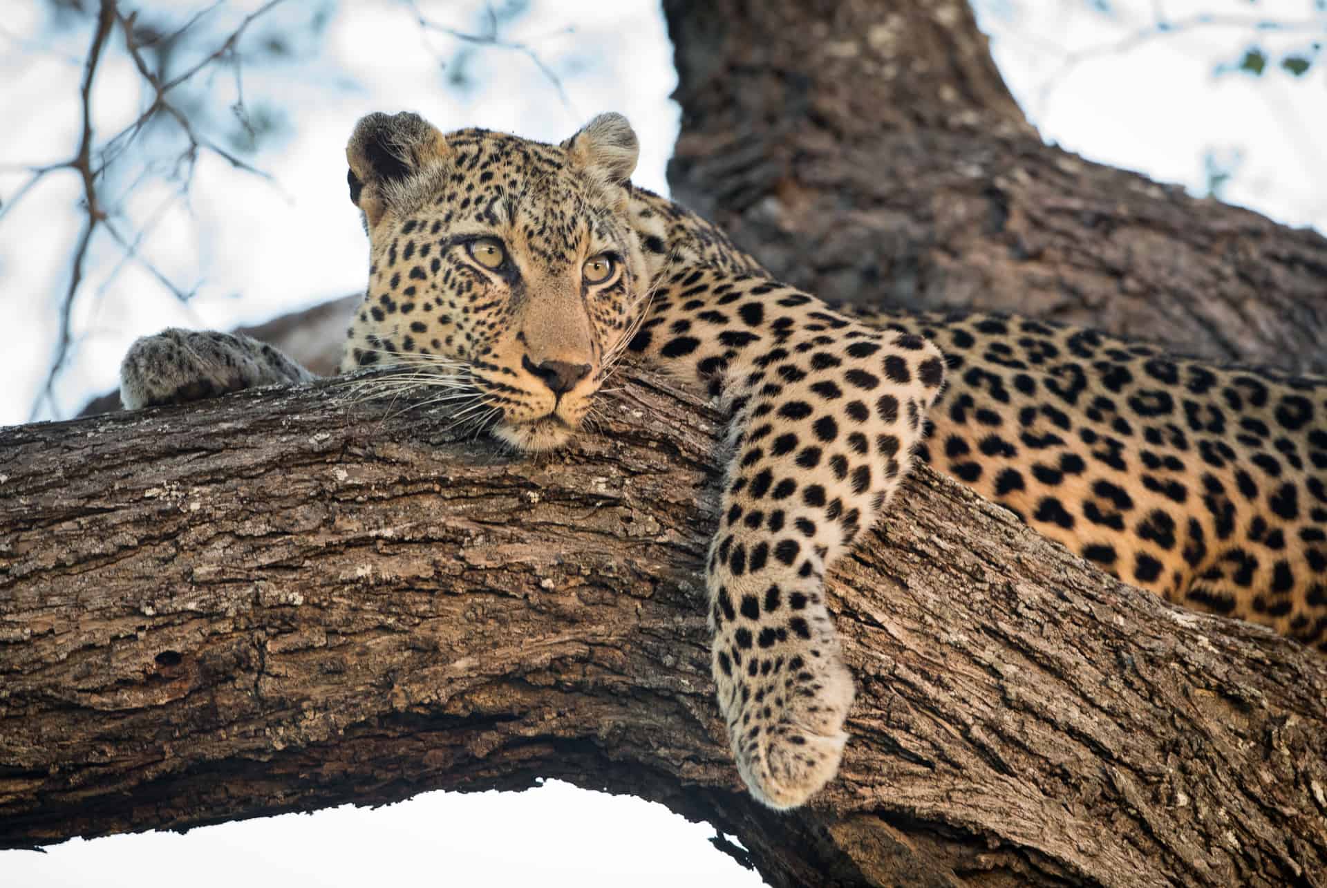 leopard timbavati