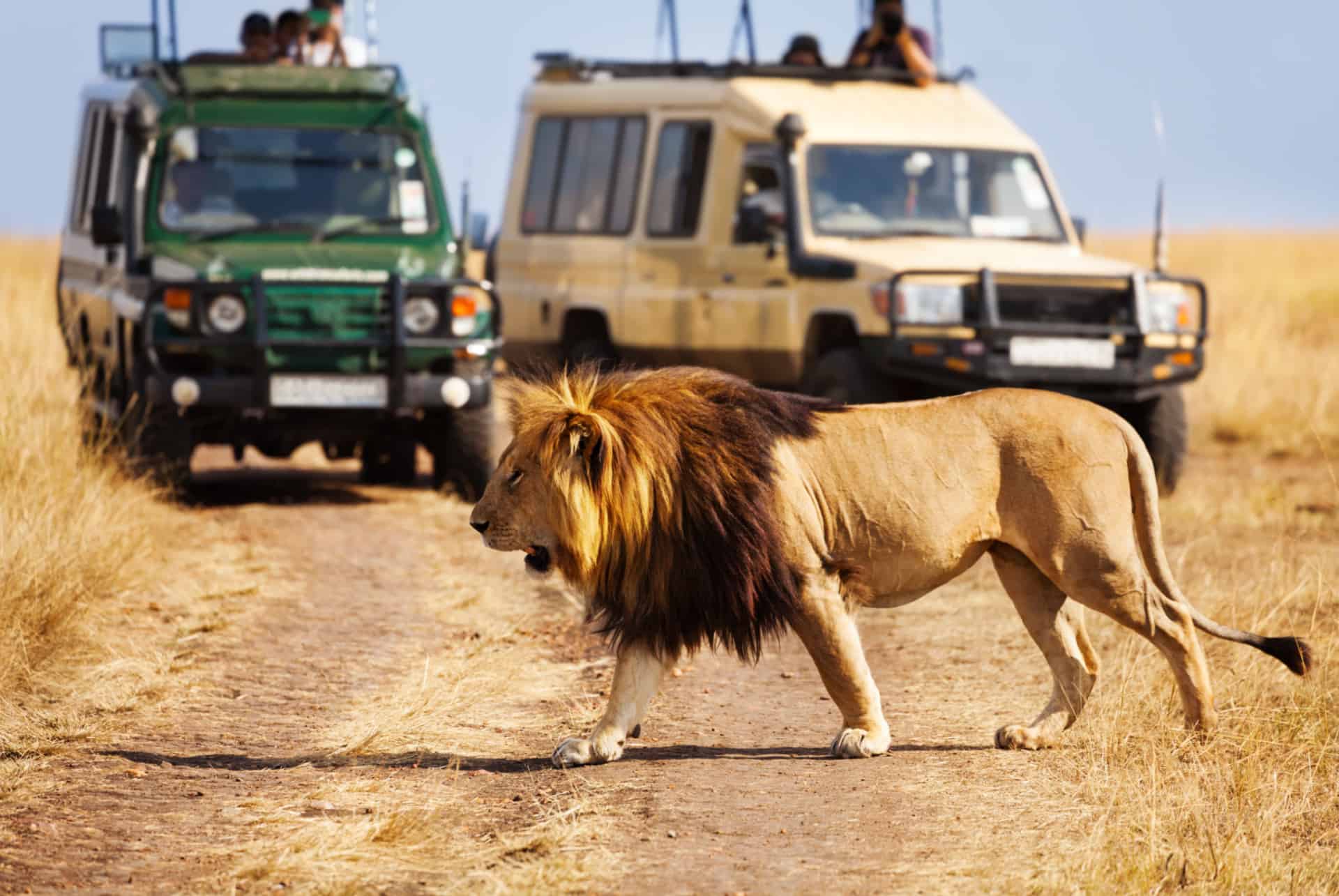 lion safari en afrique du sud