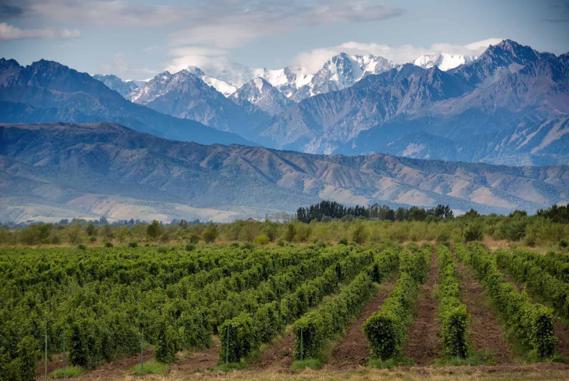 mendoza vignobles