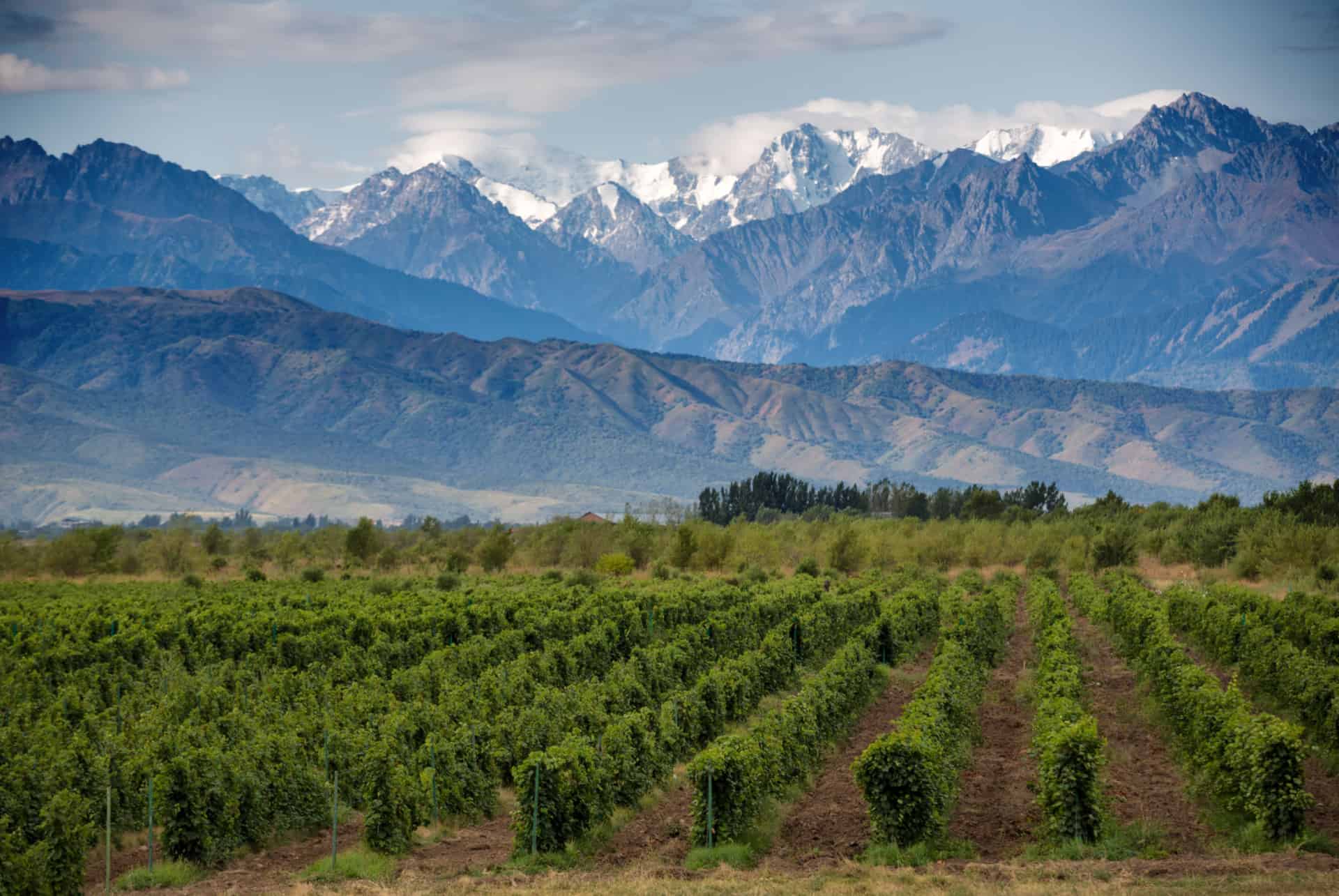 mendoza vignobles