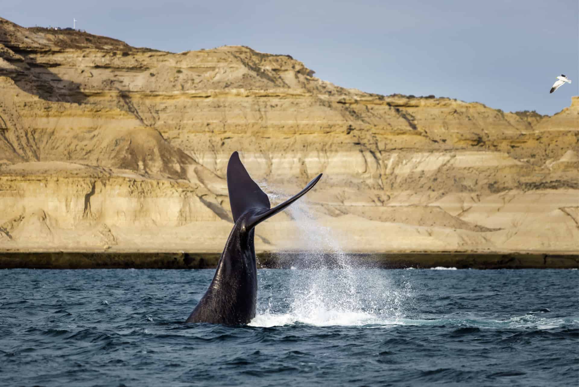 observation baleines valdez