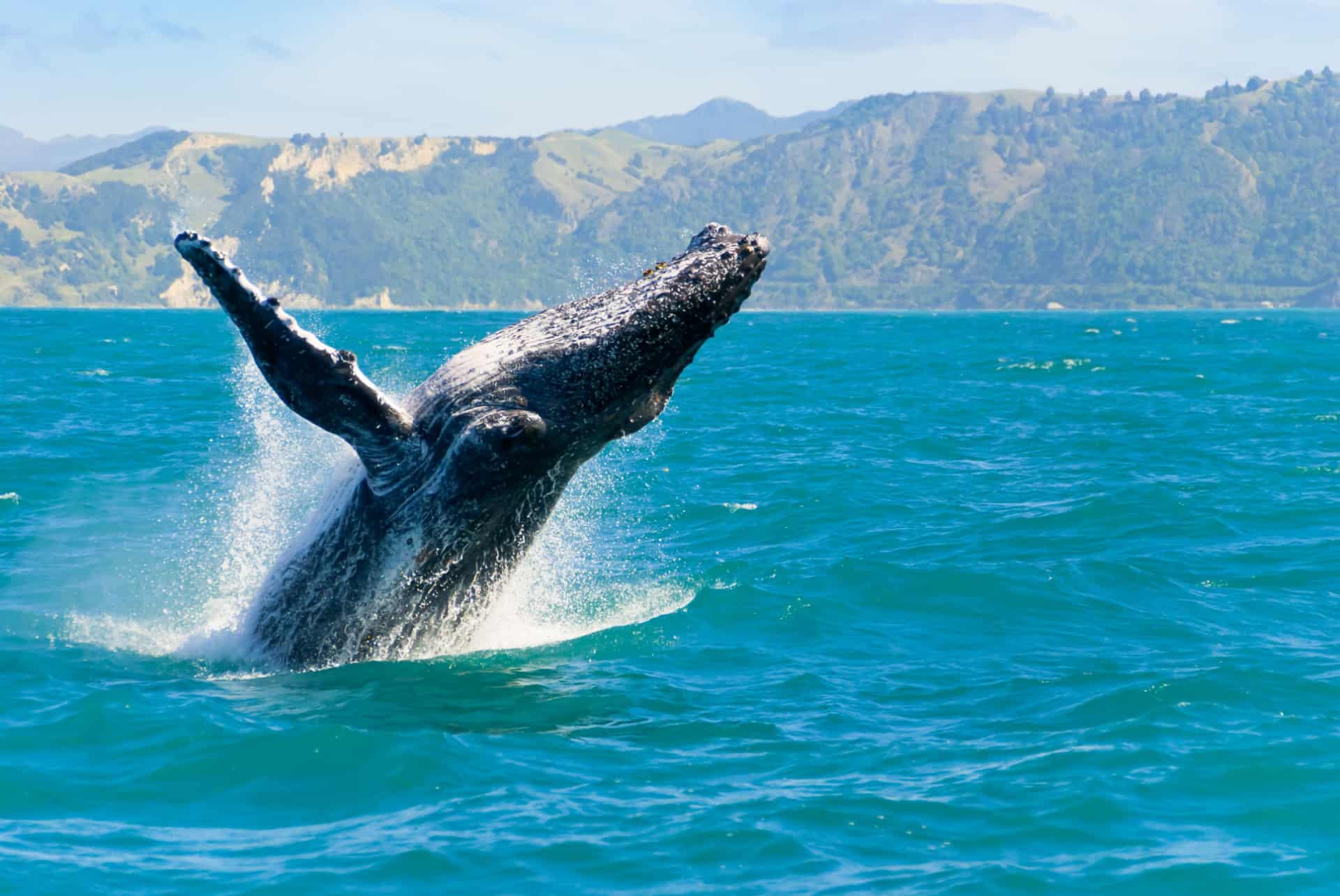 Quand partir en Nouvelle-Zelande observation baleines