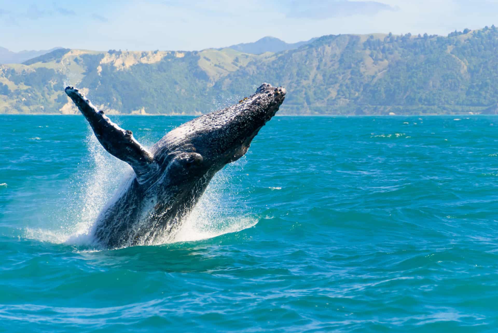 Observation des baleines à Kaikoura