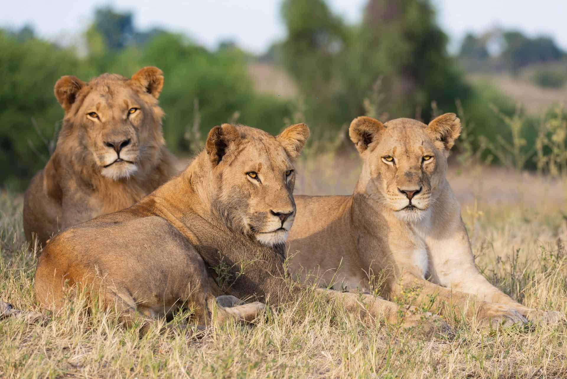 parc national chobe plus beaux pays afrique