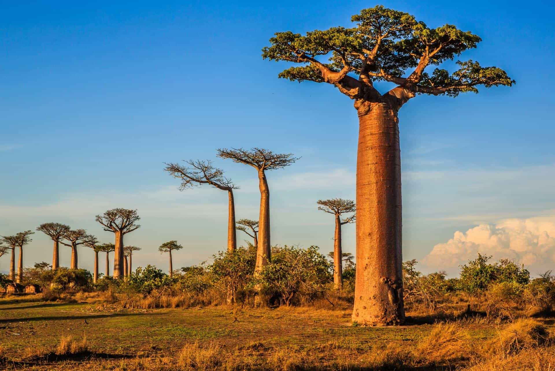 paysages madagascar