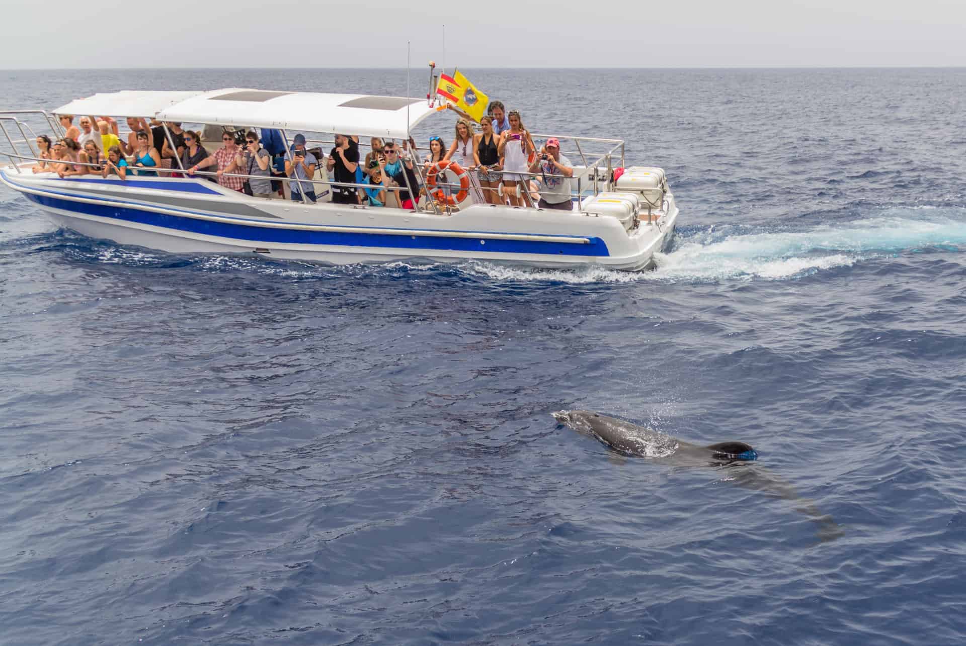 prendre photos baleines tenerife