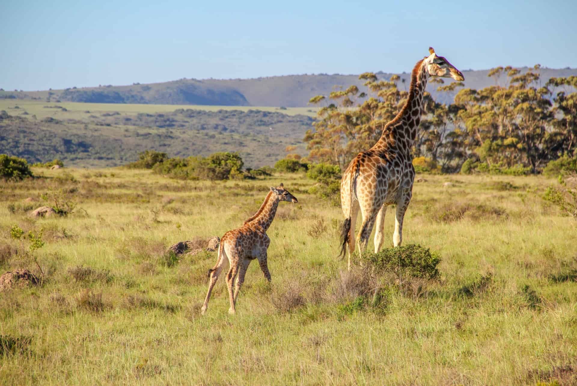 safari en afrique du sud shamwari