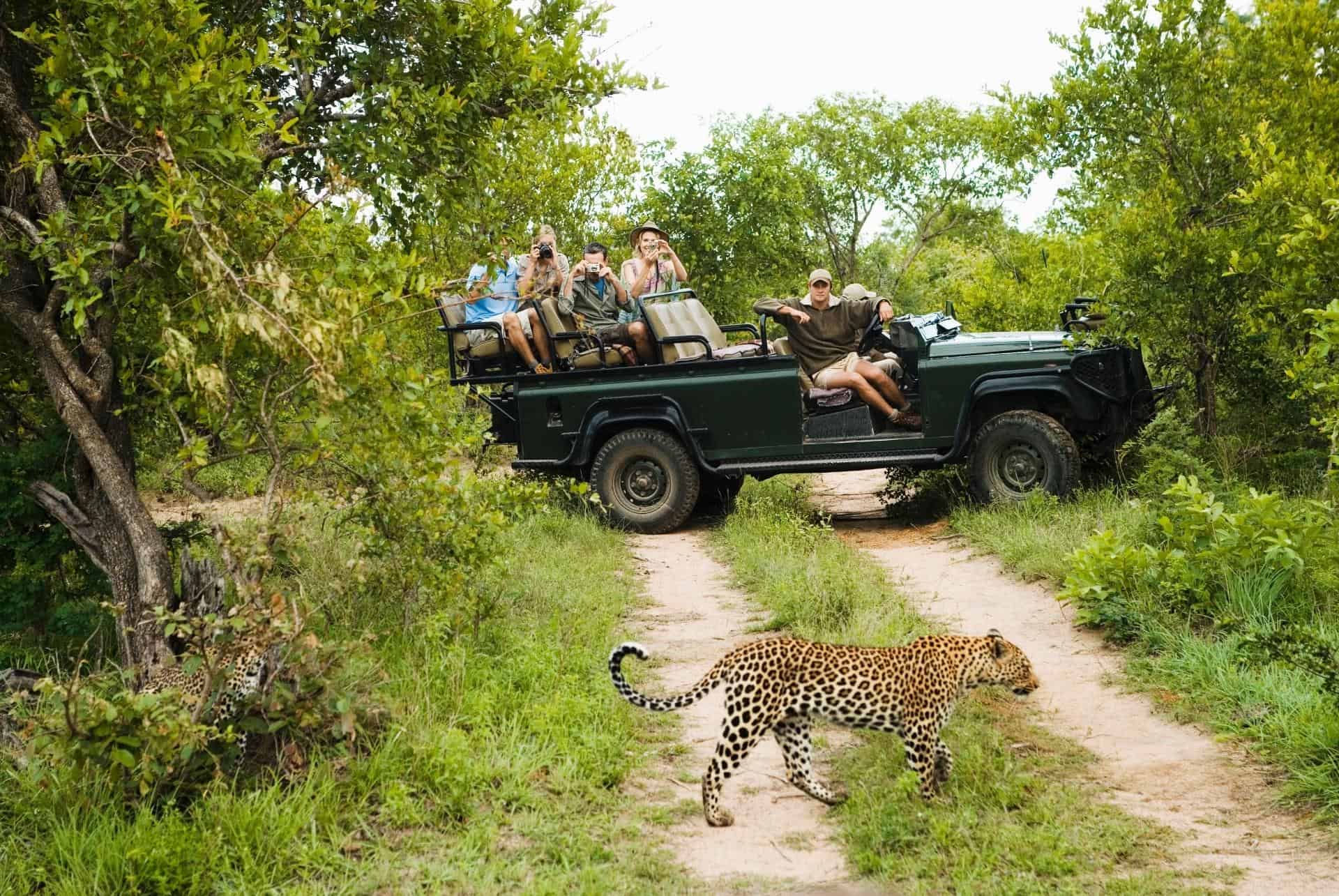 safari en afrique du sud