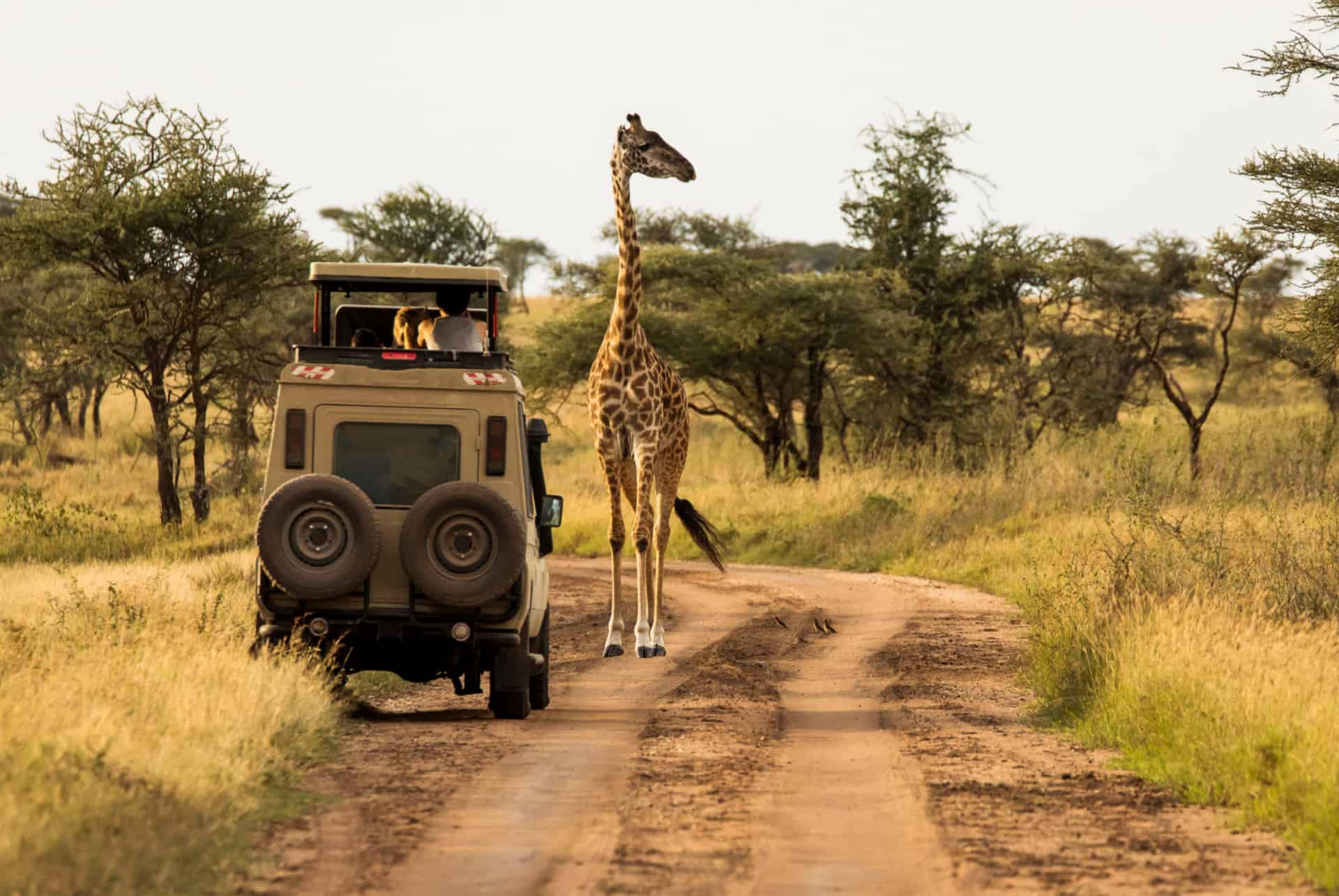 safari journee kruger