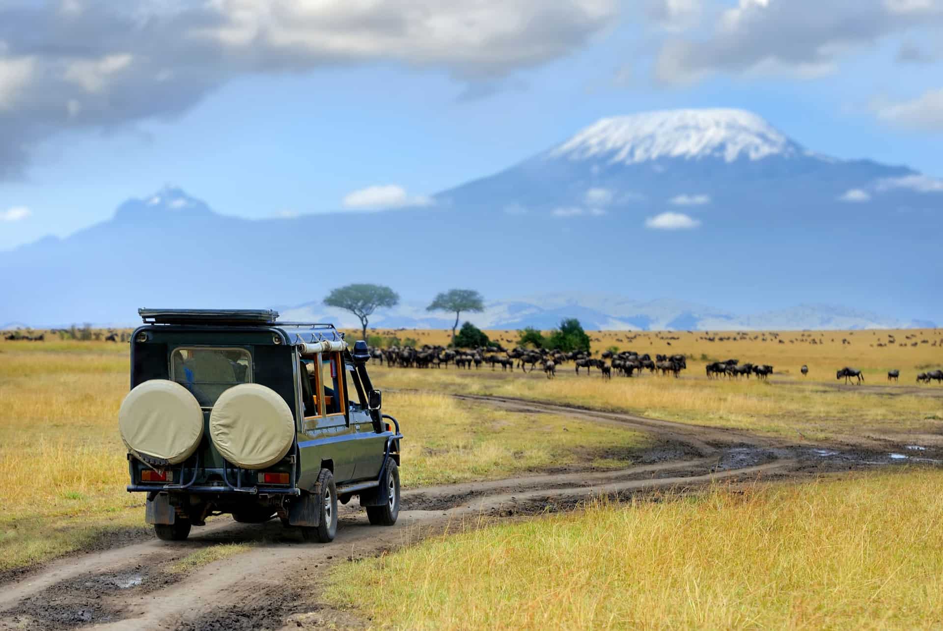 safari kenya ou tanzanie