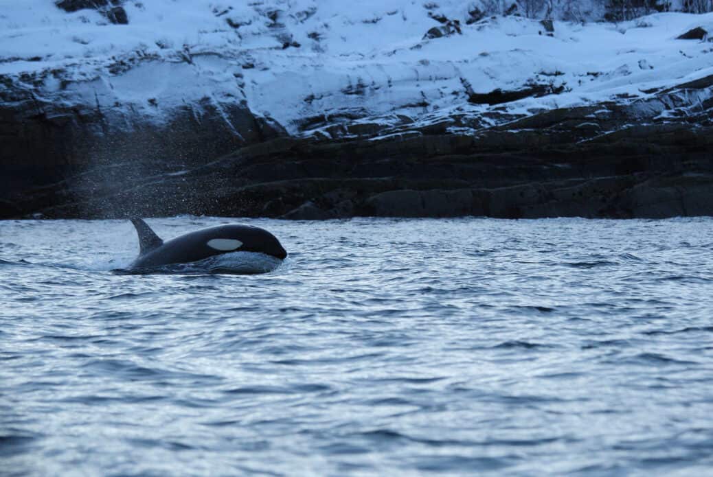 baleine skjervoy