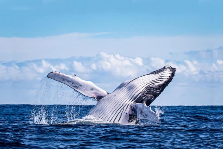Excursion en zodiac pour l'observation des baleines