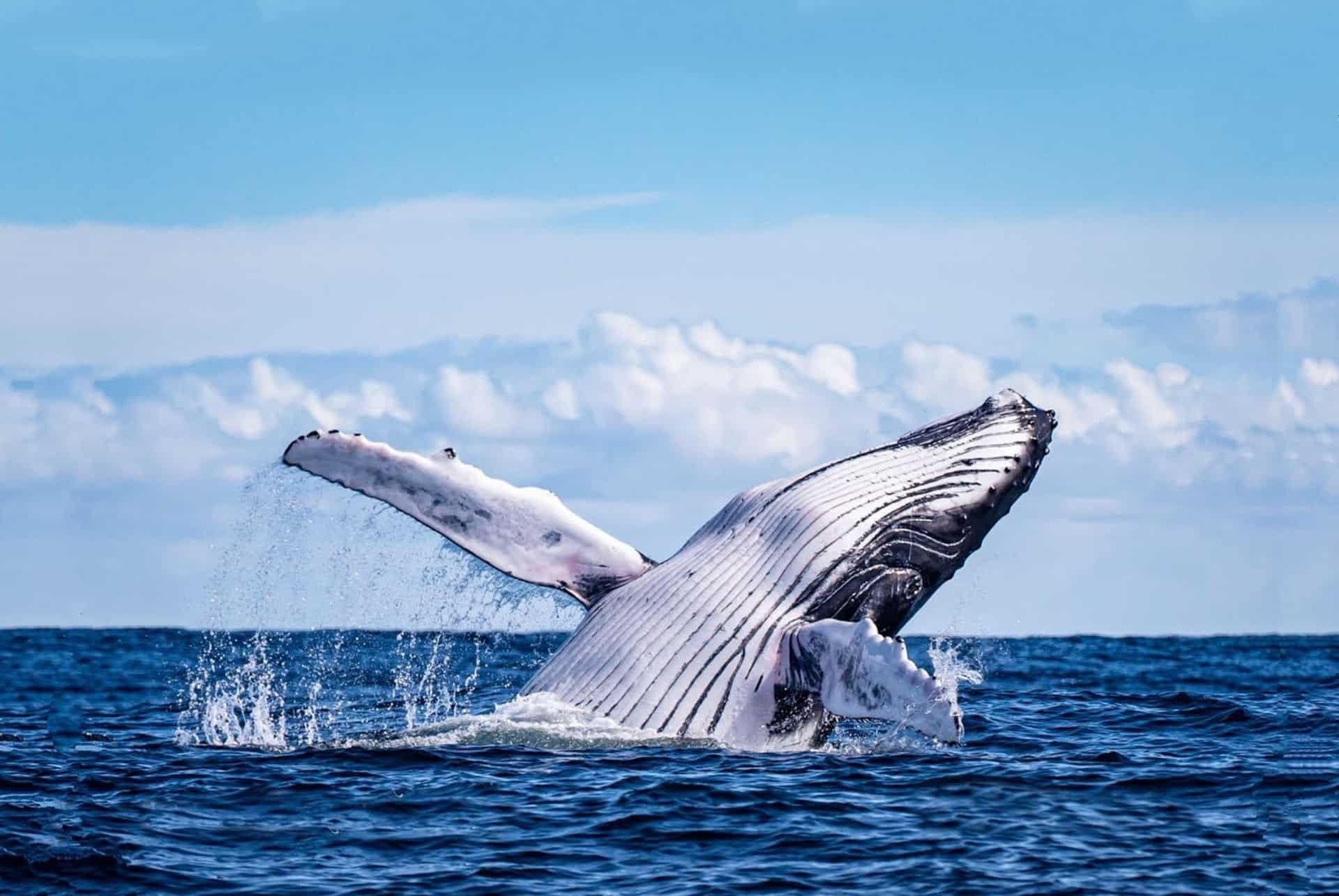 baleines tadoussac canada