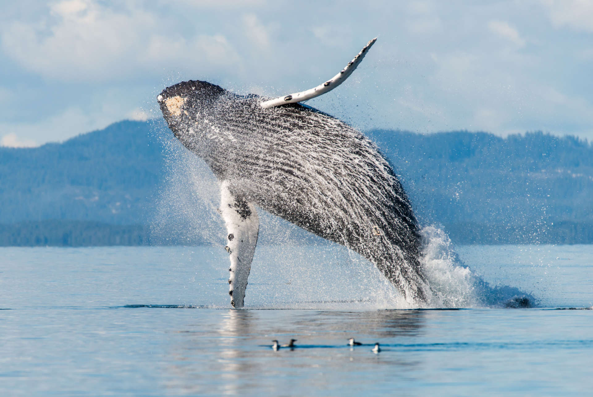 baleines canada