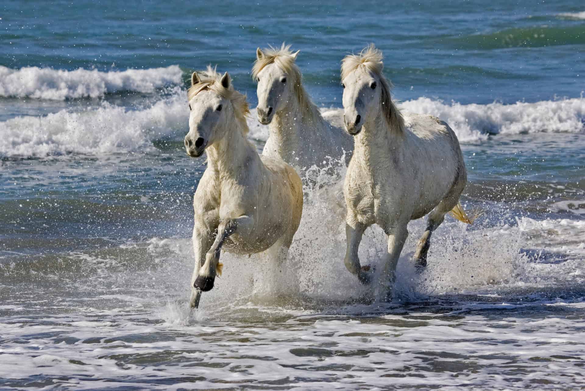 que faire dans le languedoc-roussillon chevaux