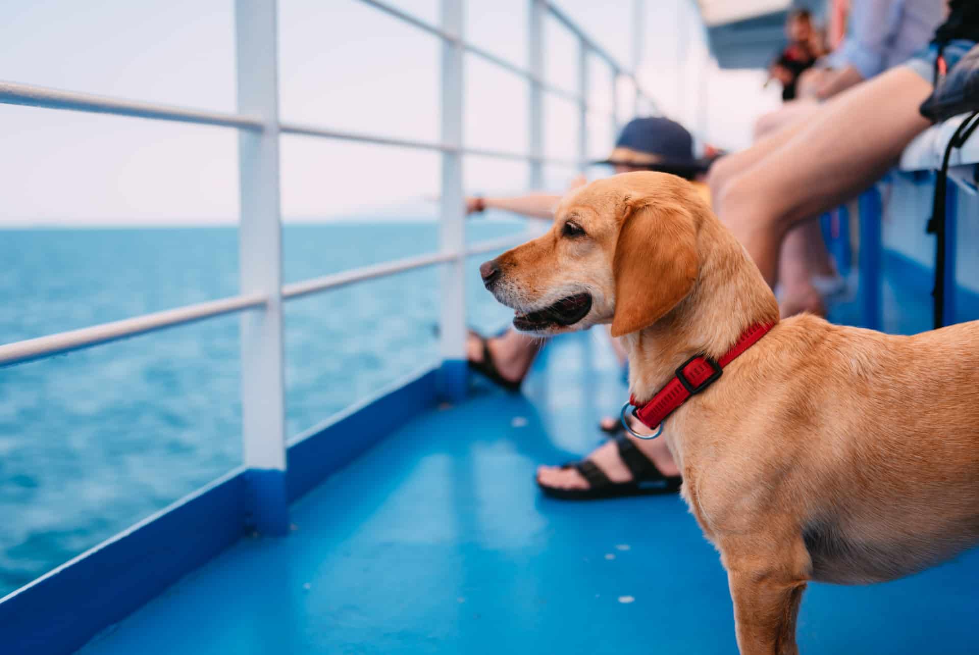 chien a bord ferry