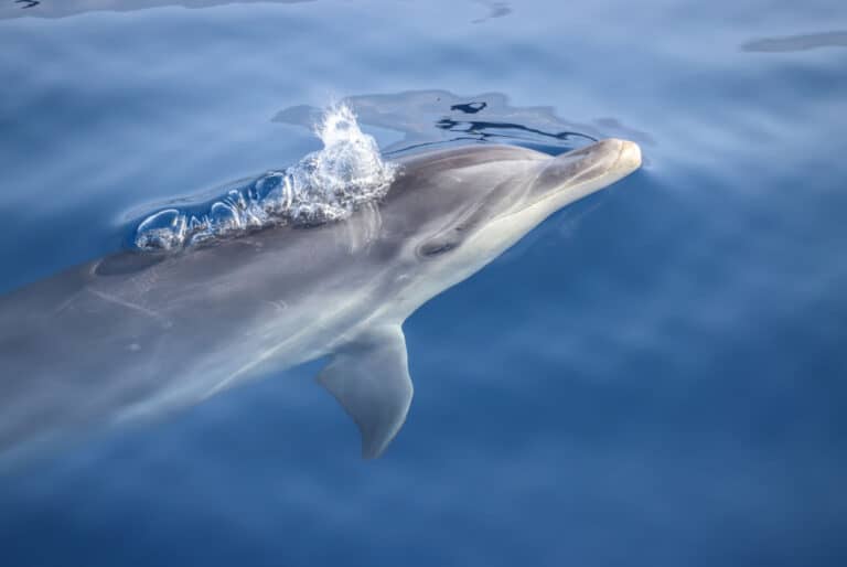 Croisière d'observation des dauphins