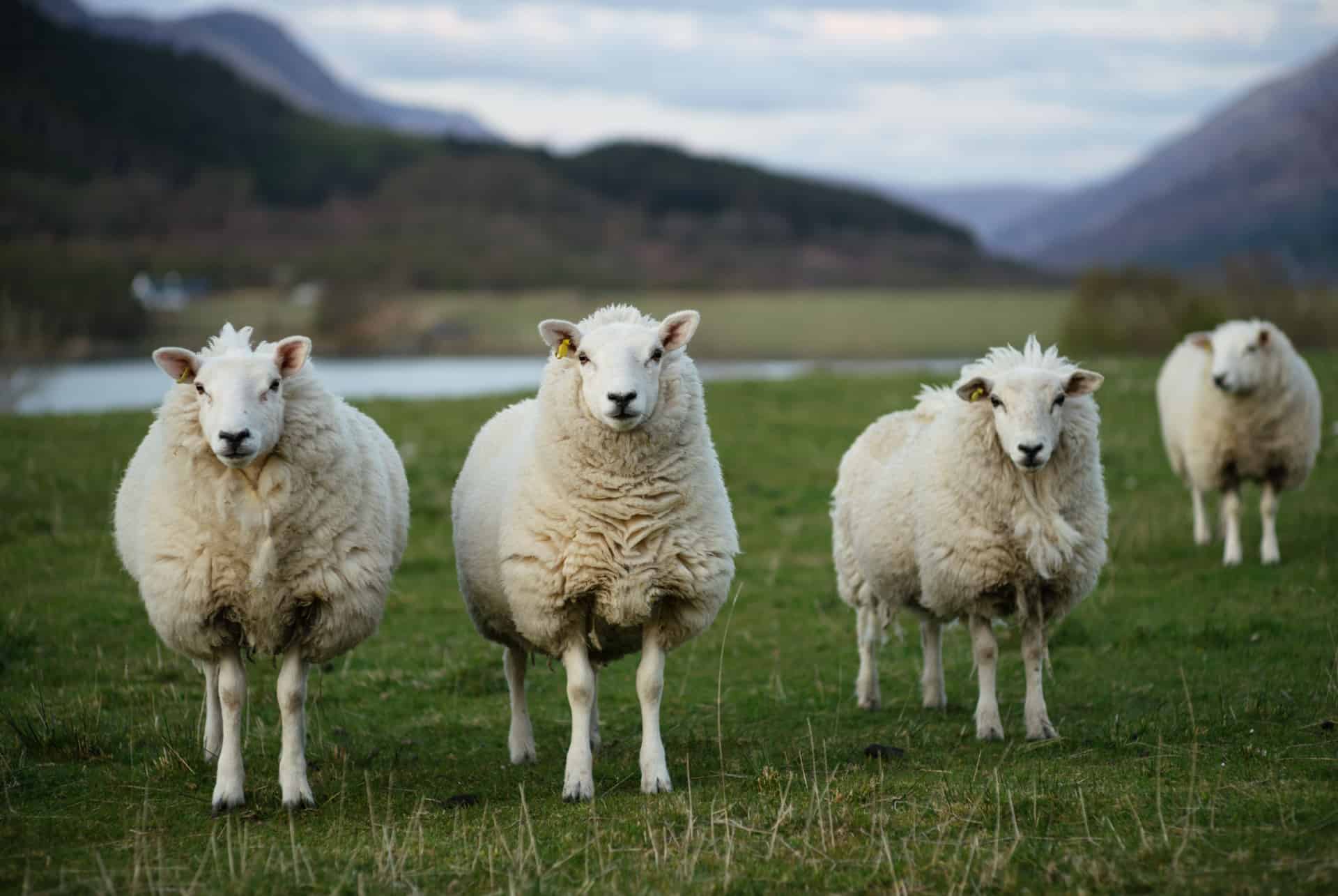 ecosse moutons