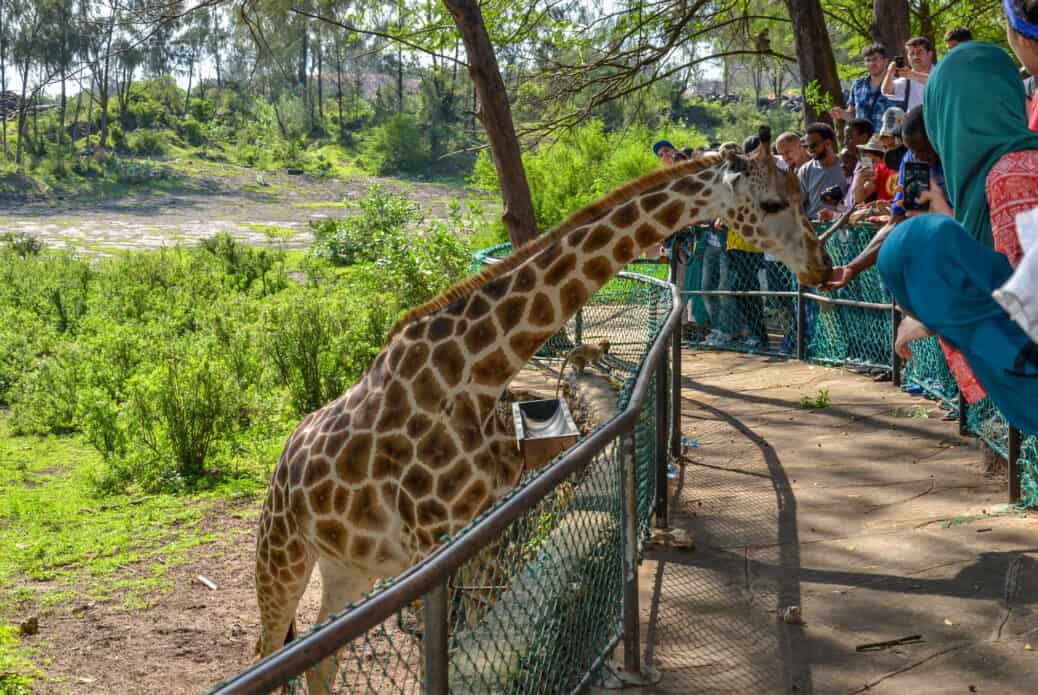 girafe haller park