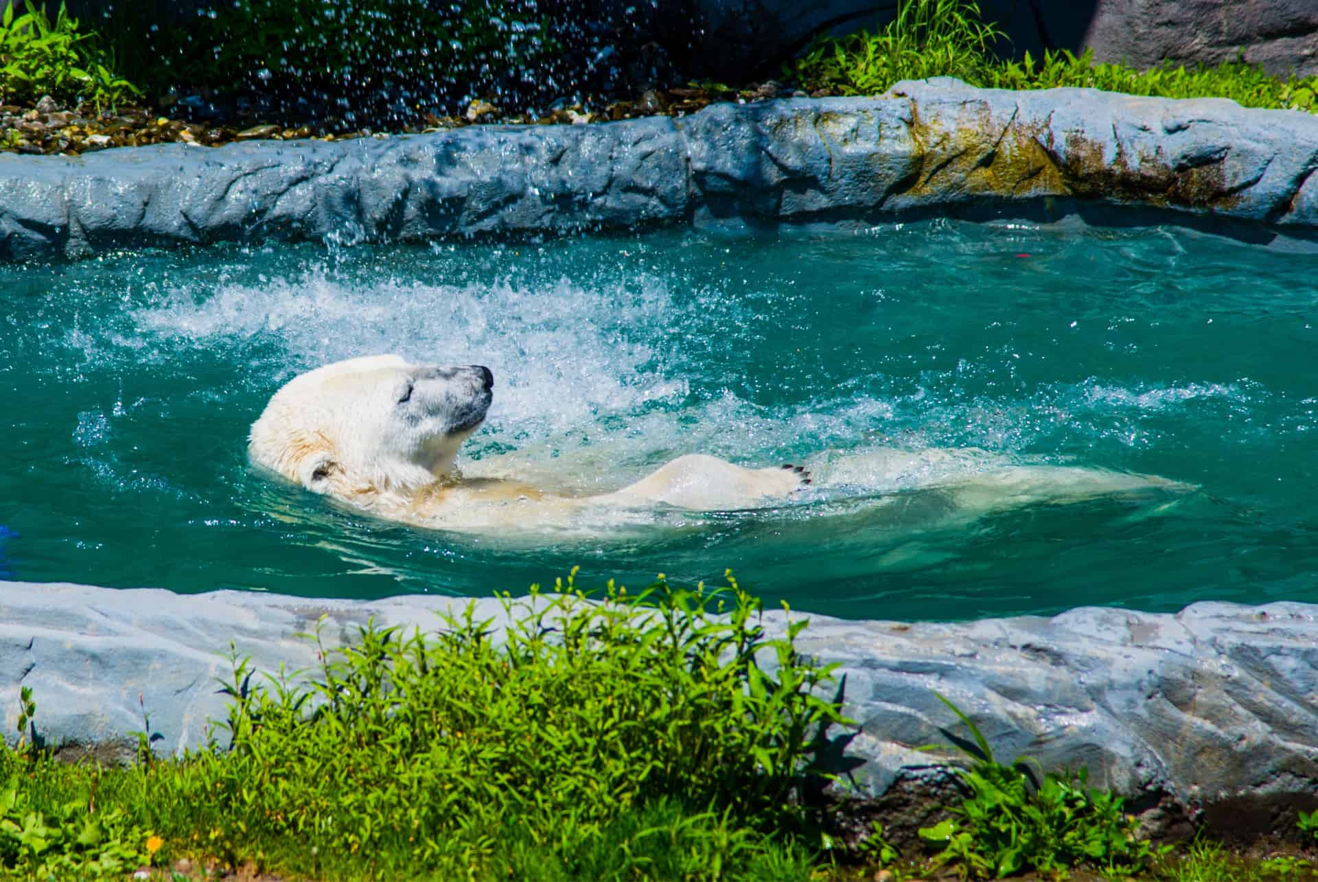 ours blanc aquarium du quebec
