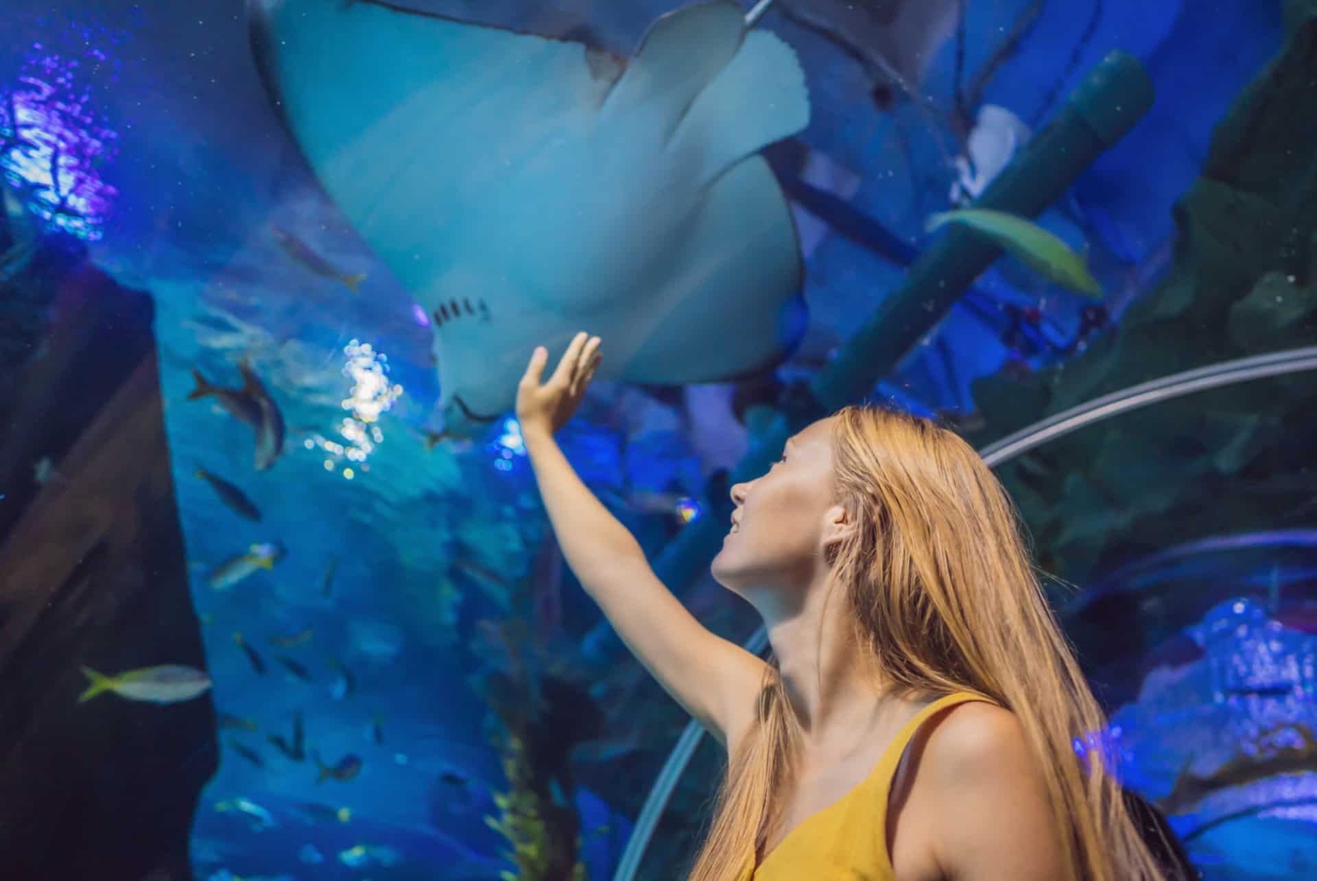 raie tunnel de verre aquarium