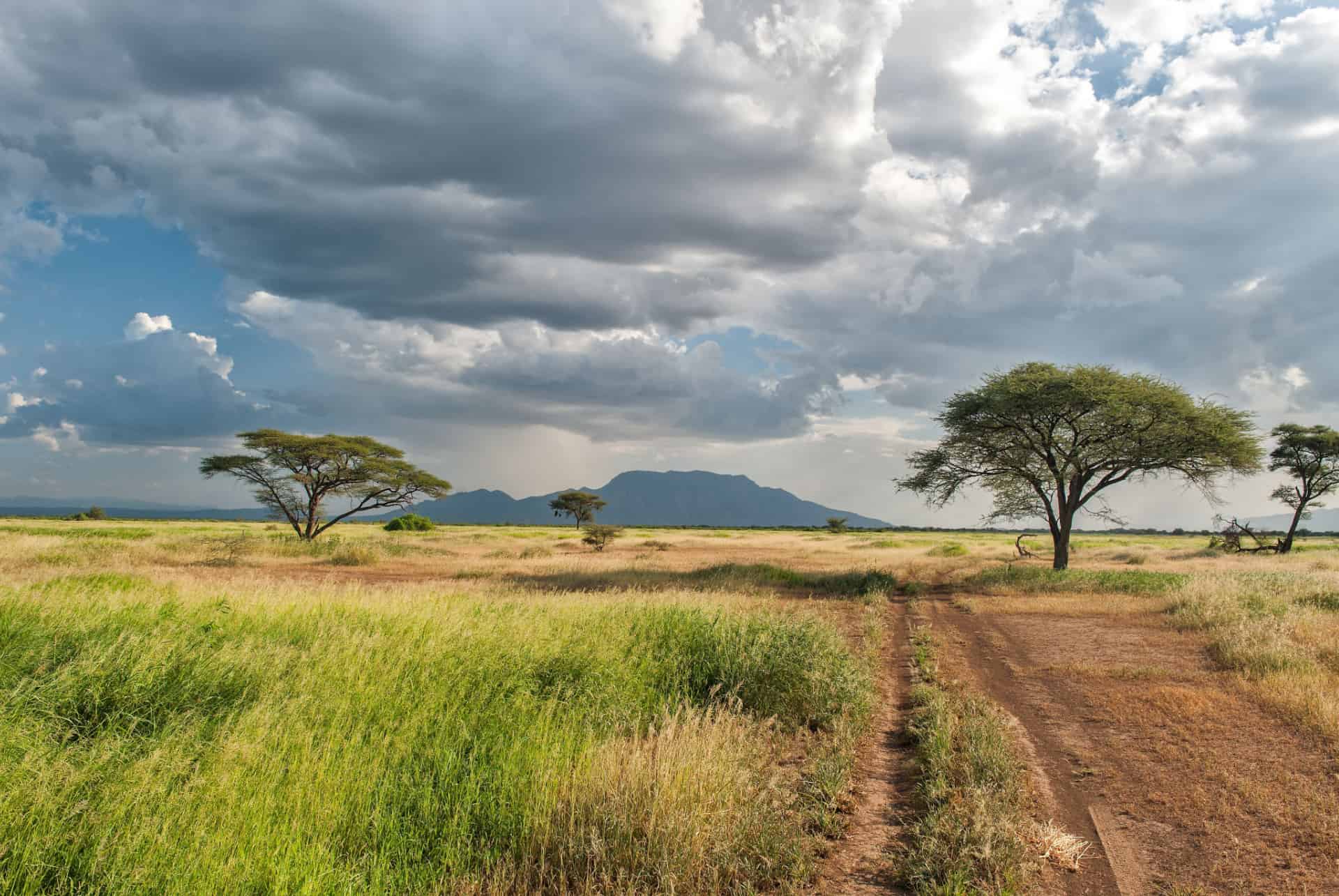 savane kenya que faire mombasa