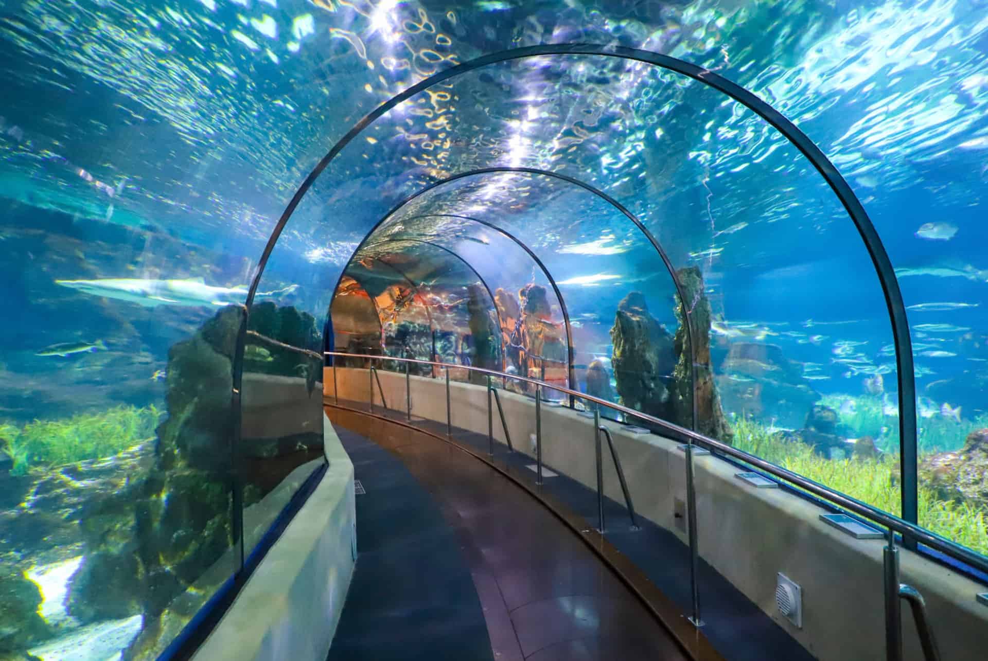 tunnel de verre aquarium de barcelone